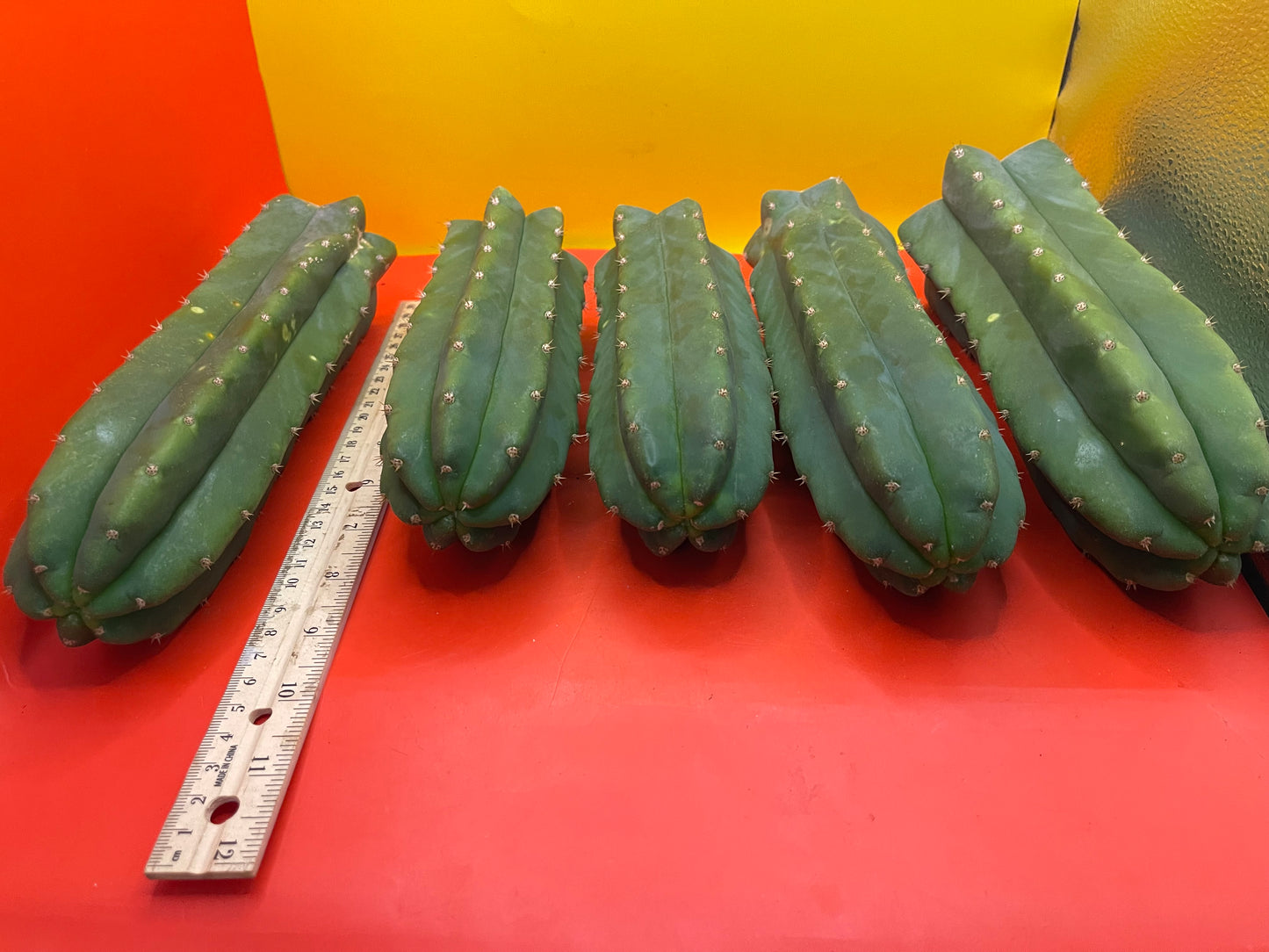 San Pedro cactus - trichocereus