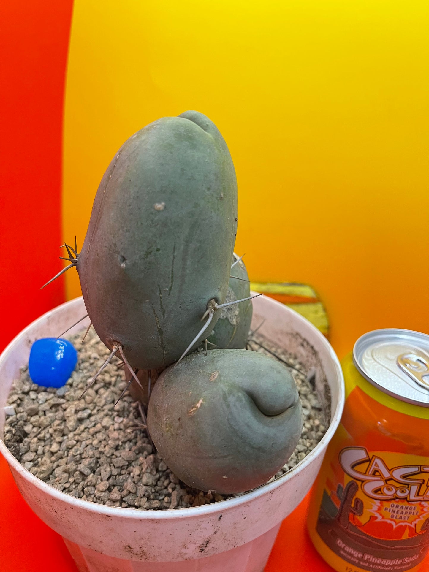 Tbm CACTUS!!! Bare root