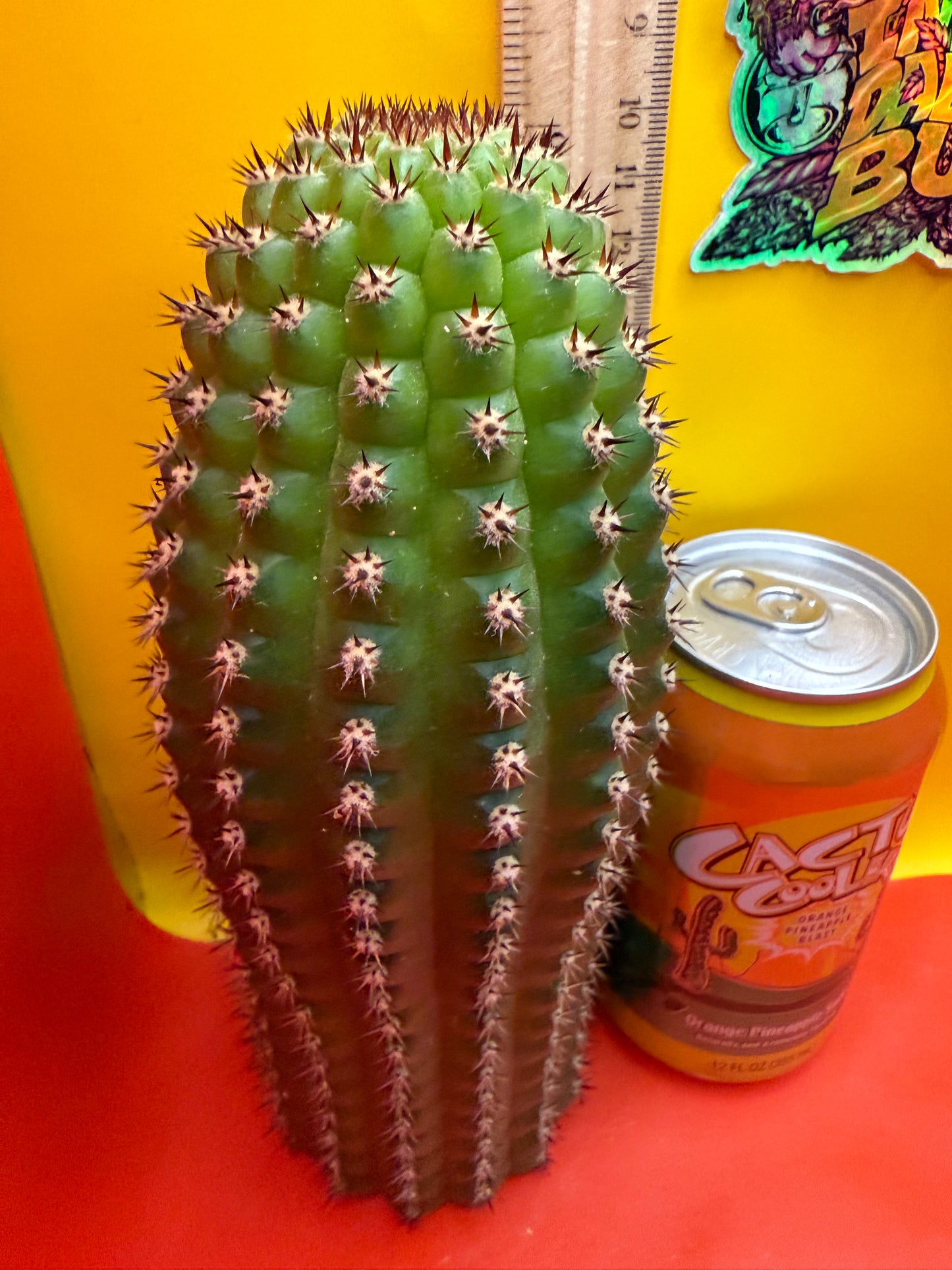 Trichocereus Brevispinulosus