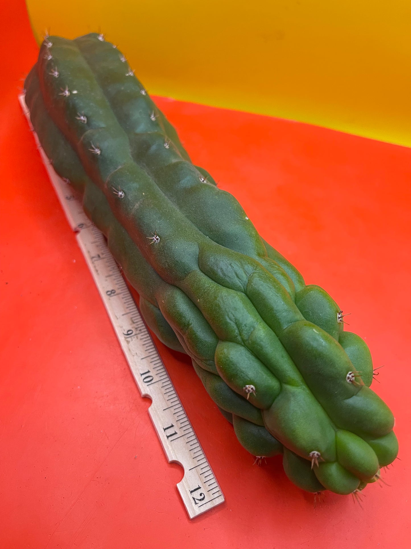 Monstrose San Pedro cactus - TPM !
