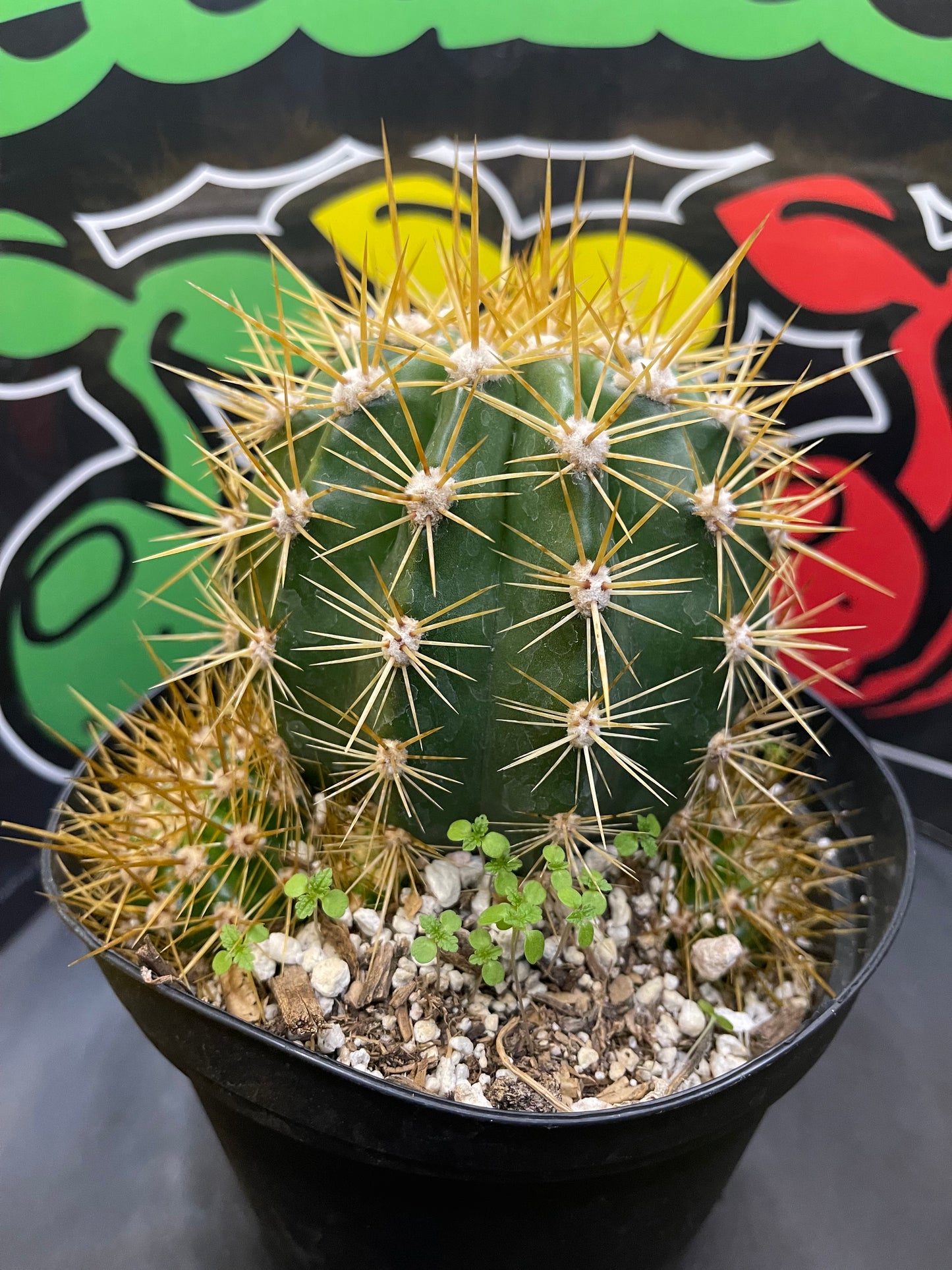 Trichocereus Terscheckii !With 5 branching pups !! Comes in a 6” wide pot
