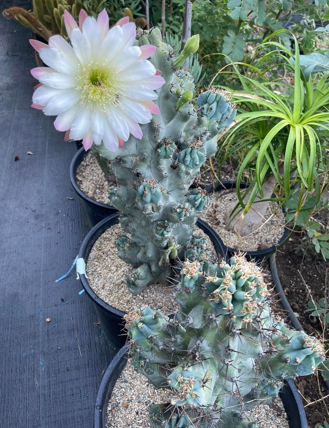 Cereus monstrose - pack of 100 seeds !