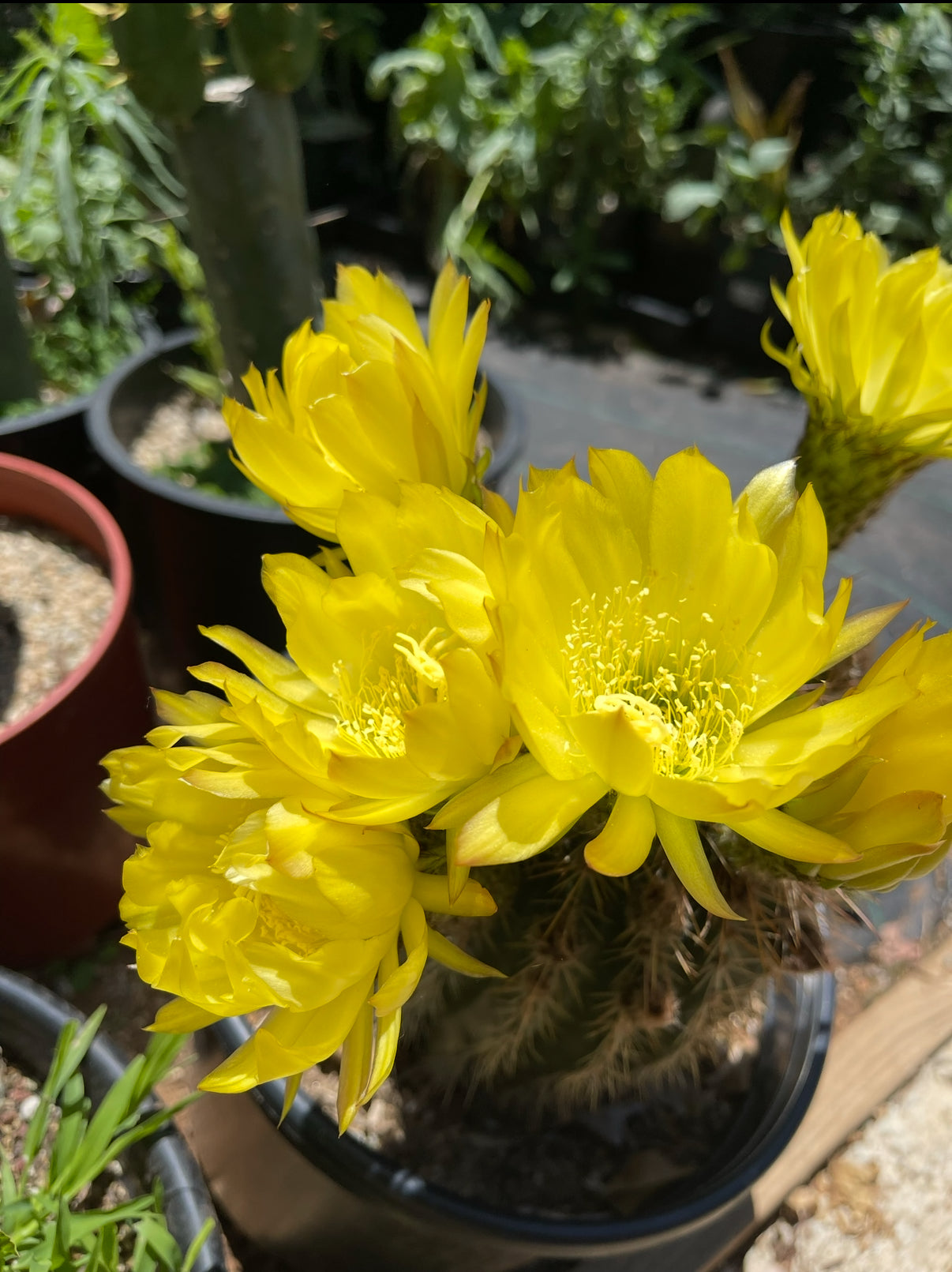 TRICHO HYBRID SEEDS !