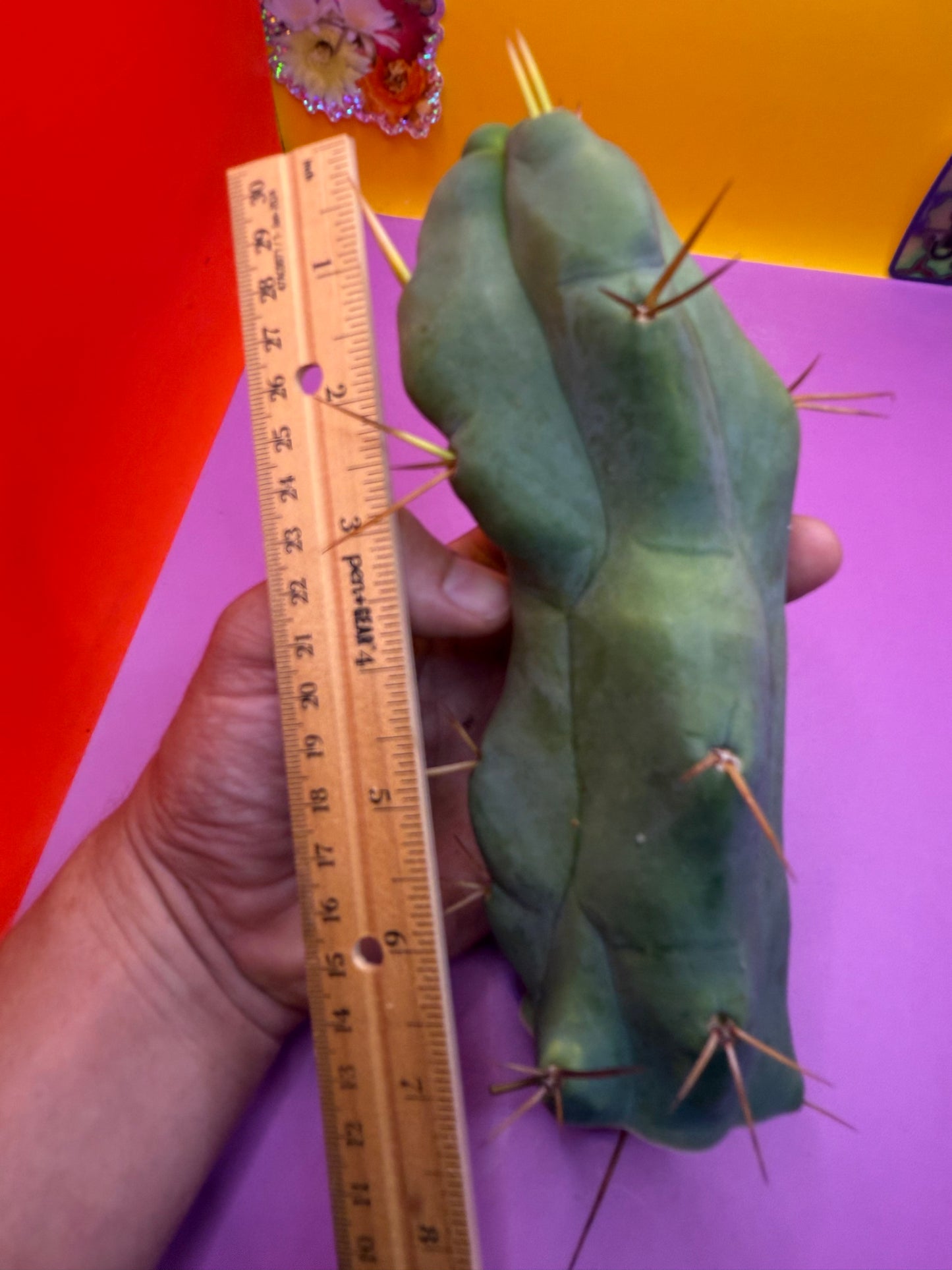WALTS DRAGON ! 🐉 cactus