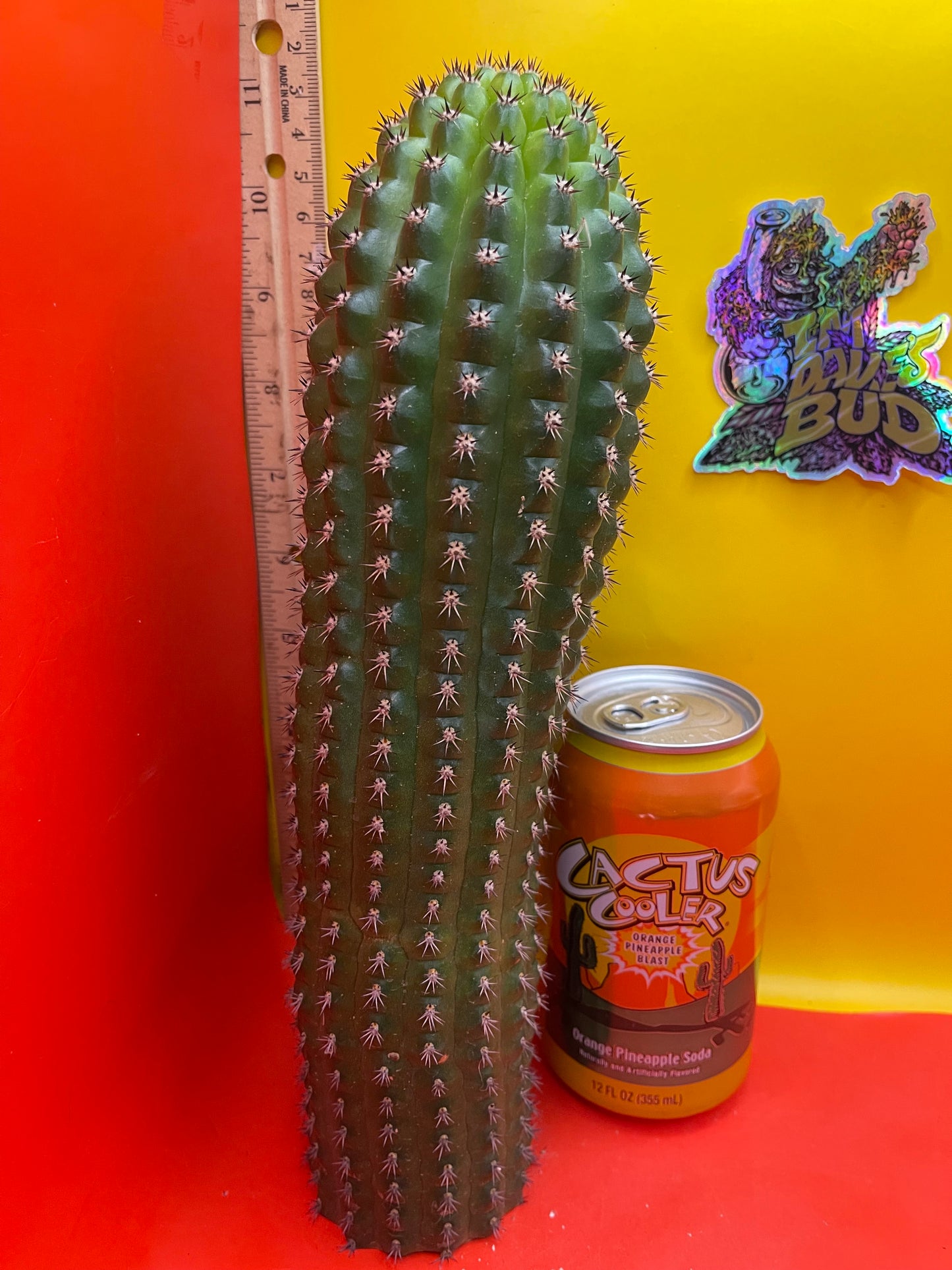 Trichocereus Brevispinulosus
