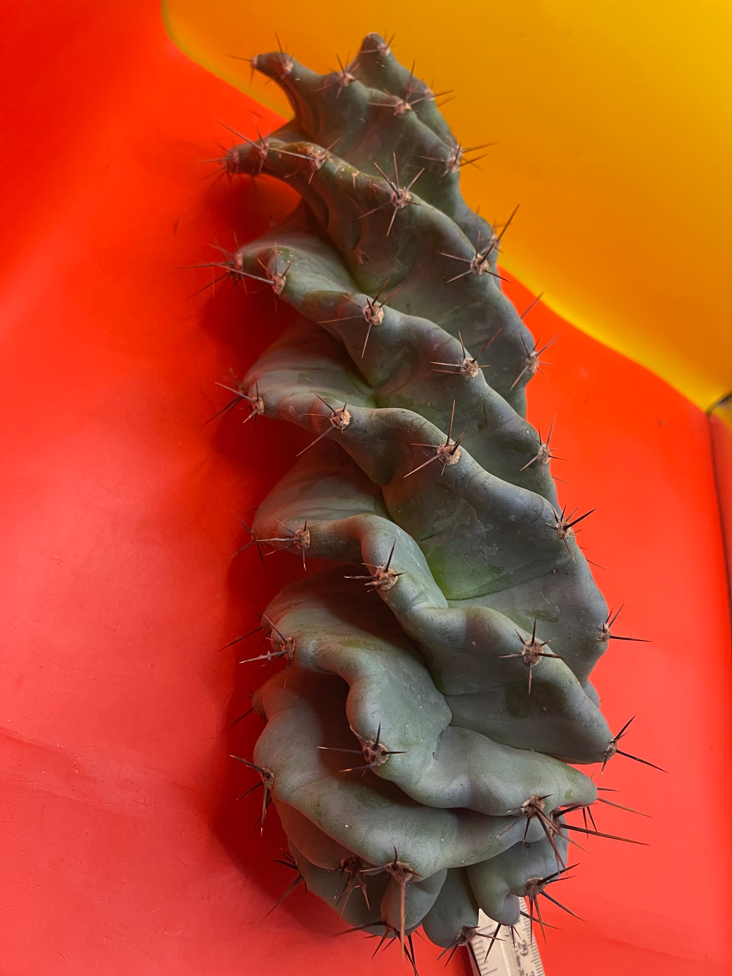 SPIRAL π CACTUS π΅!!!
