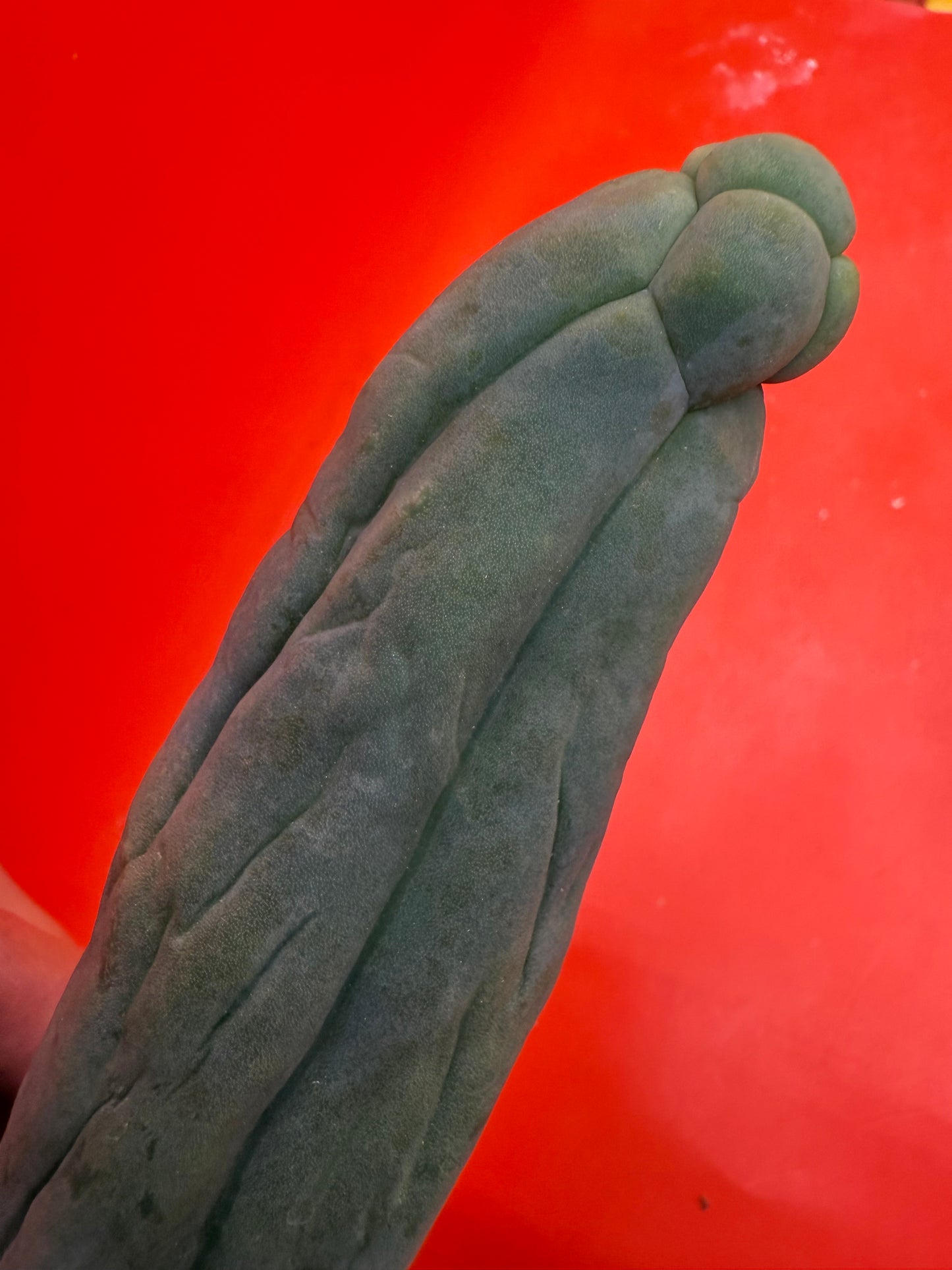 TBM-A LONG FORM CACTUS