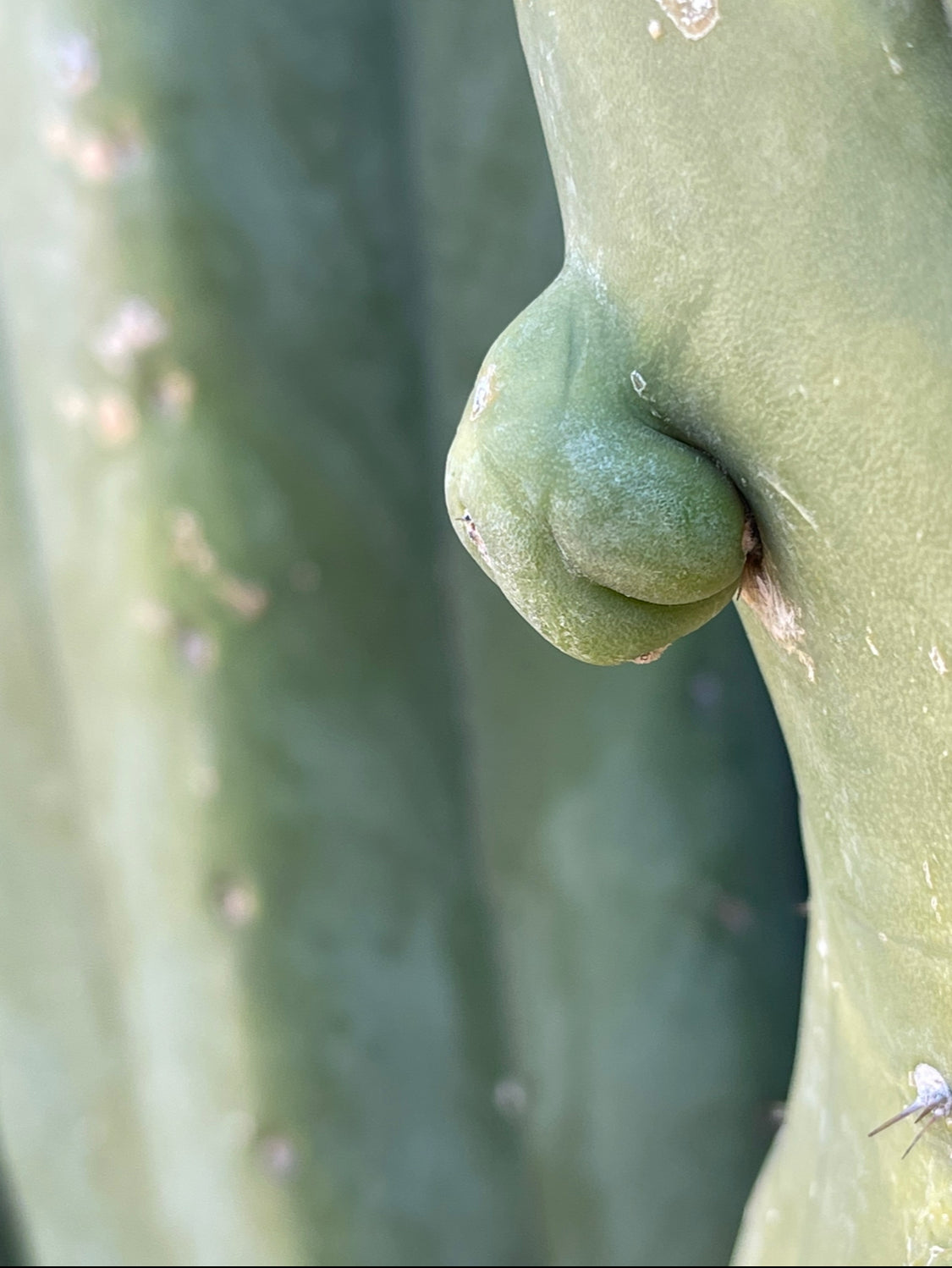 100 San Pedro Cactus - “Cahuilla” seeds!!