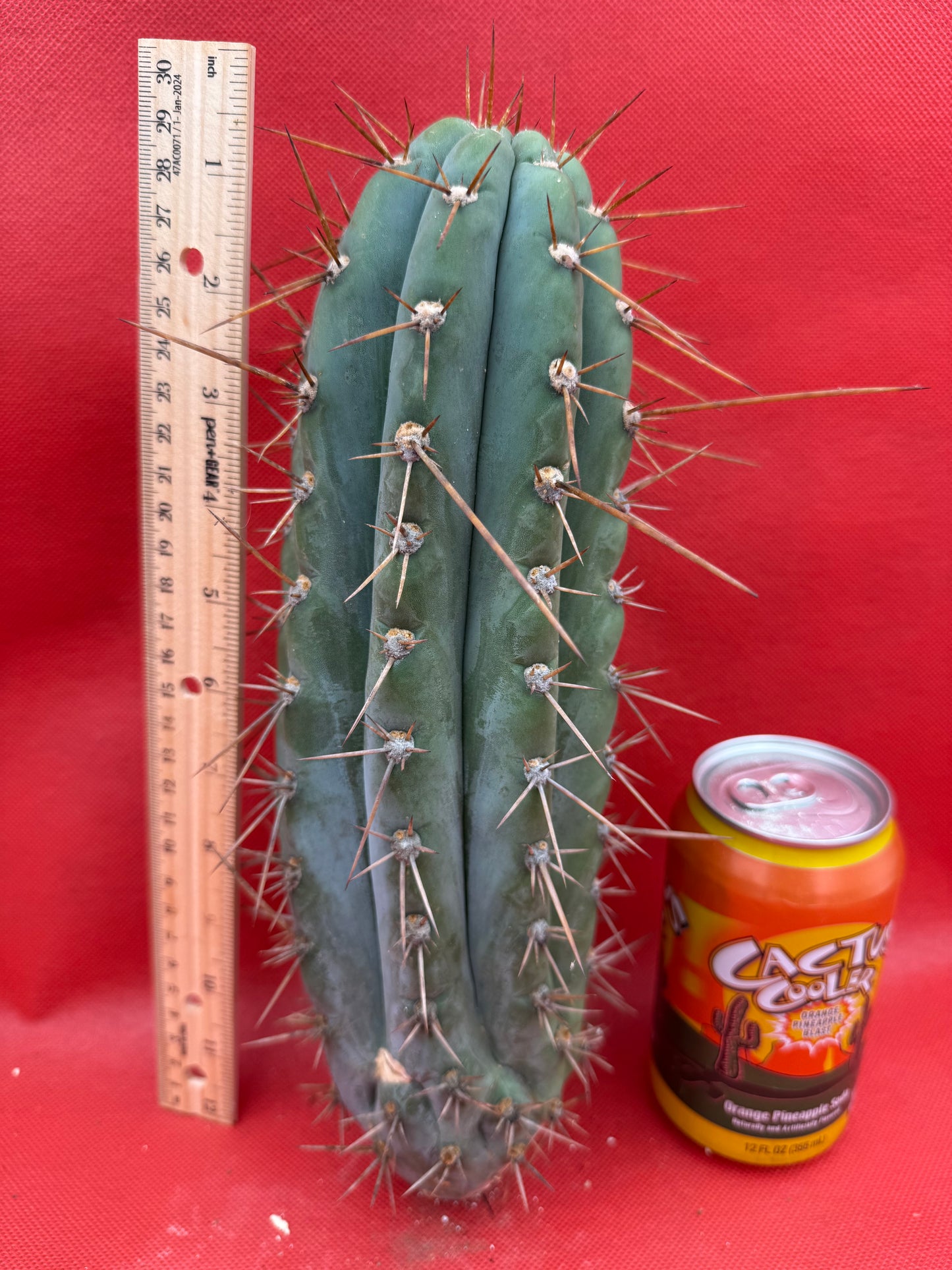 Trichocereus  “Serra Blue” this exact cutting
