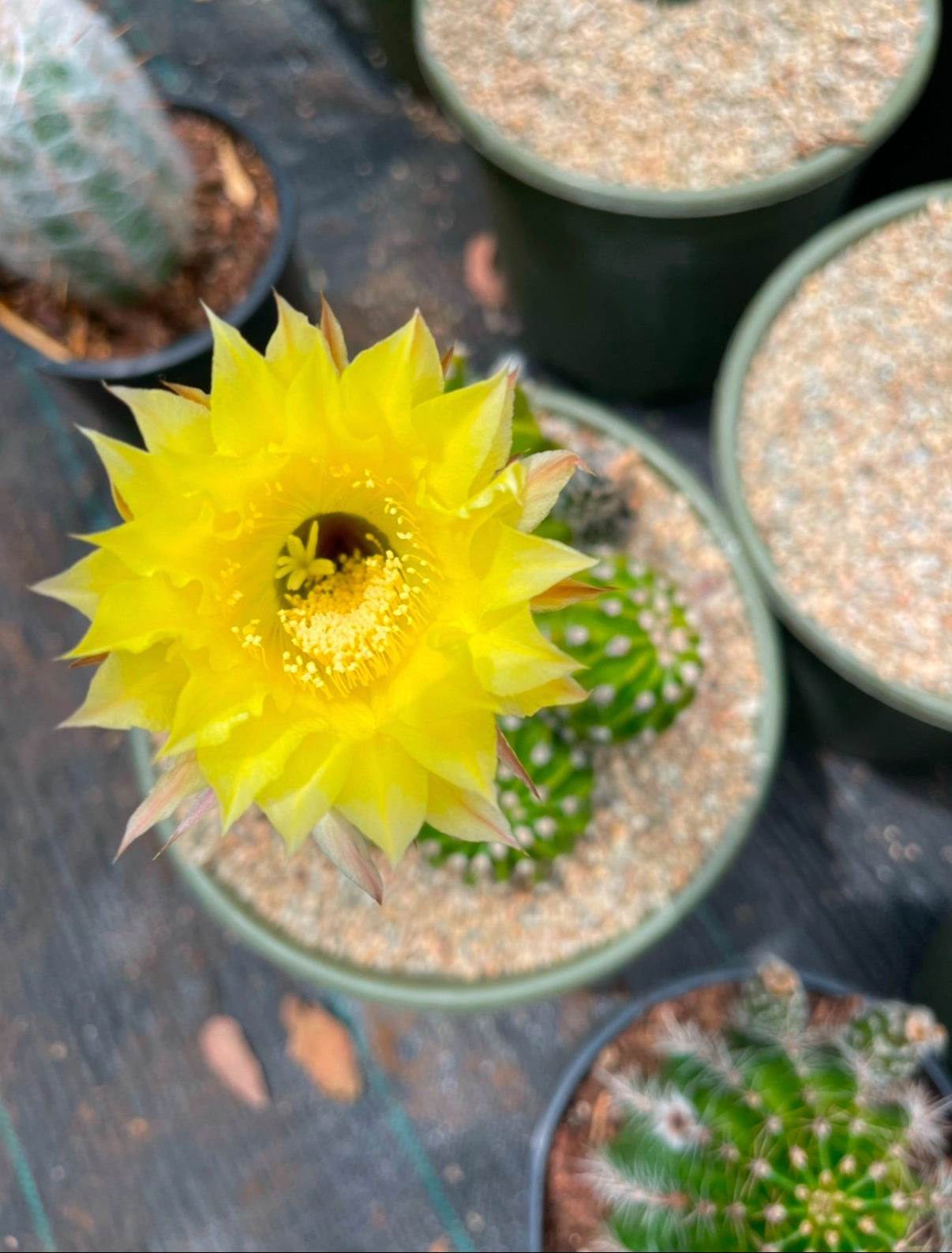 Yellow flowering echinopsis potted cactus !