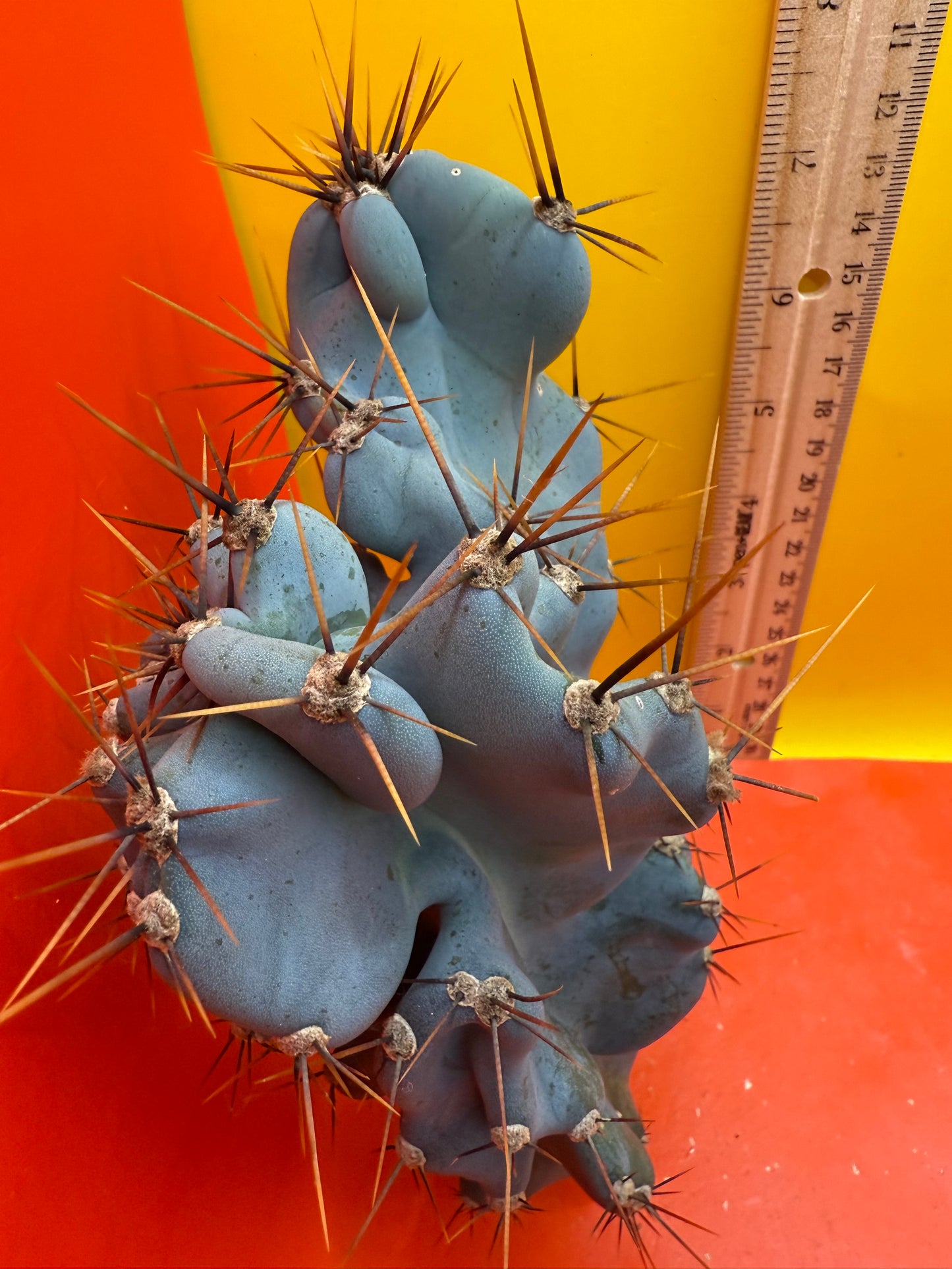 Cereus monstrose