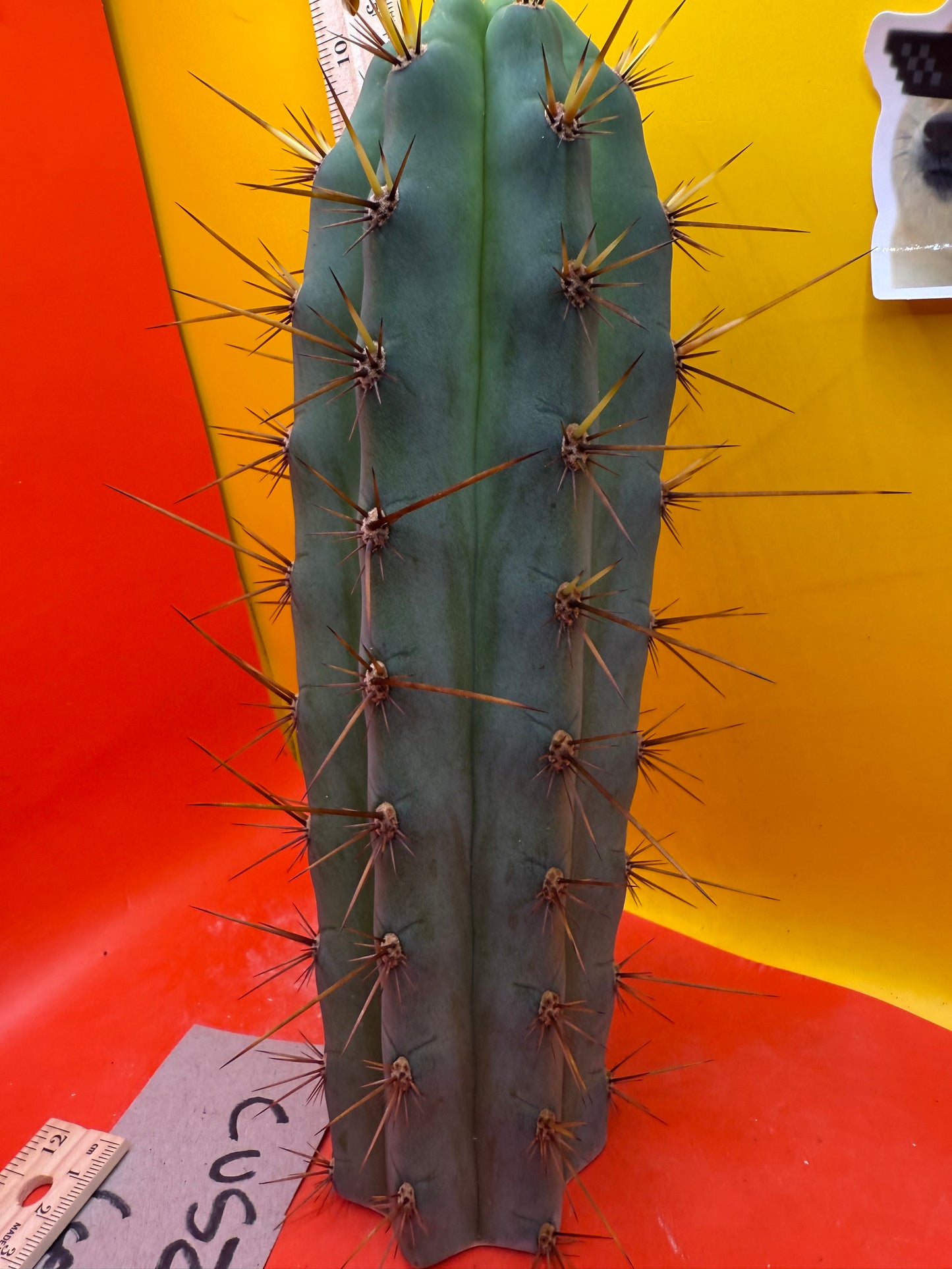CUZCO !! Cuzcoensis