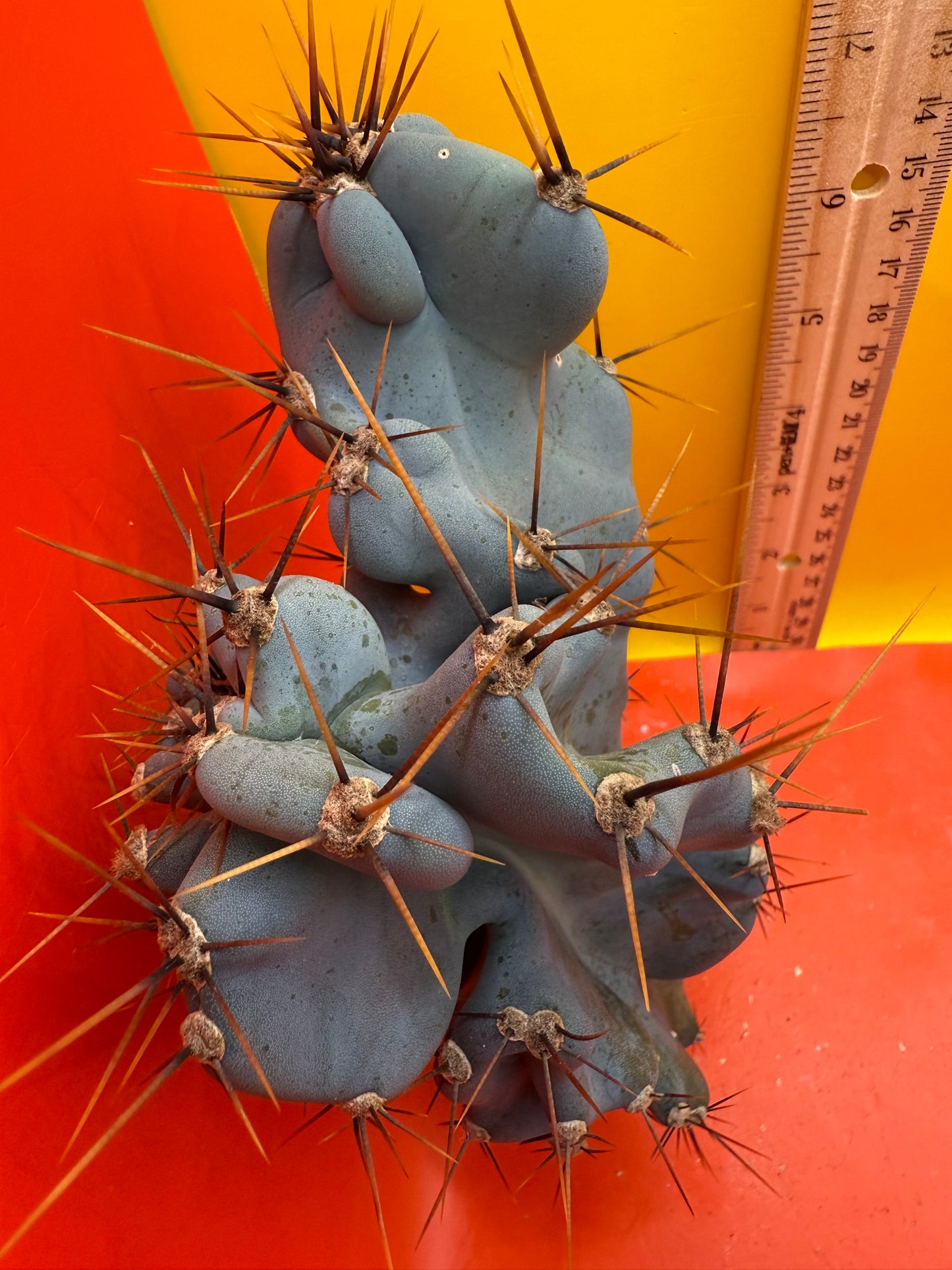 Cereus monstrose
