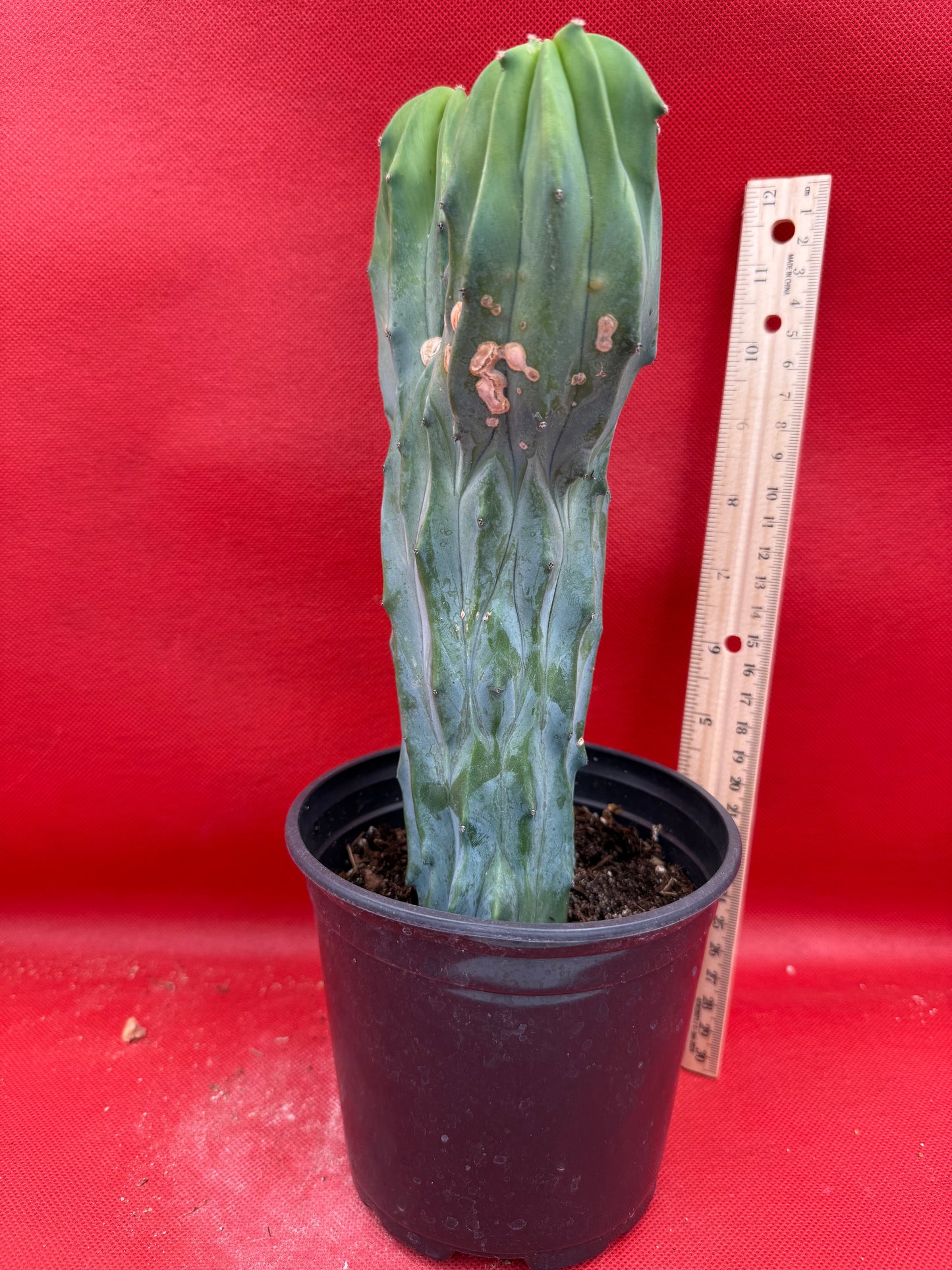 Dicot cresting Myrtillocactus!