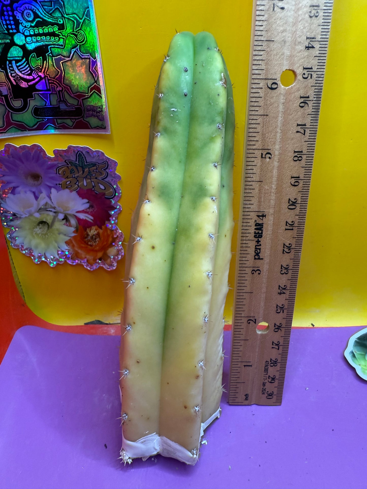 Banana San Pedro Cactus !
