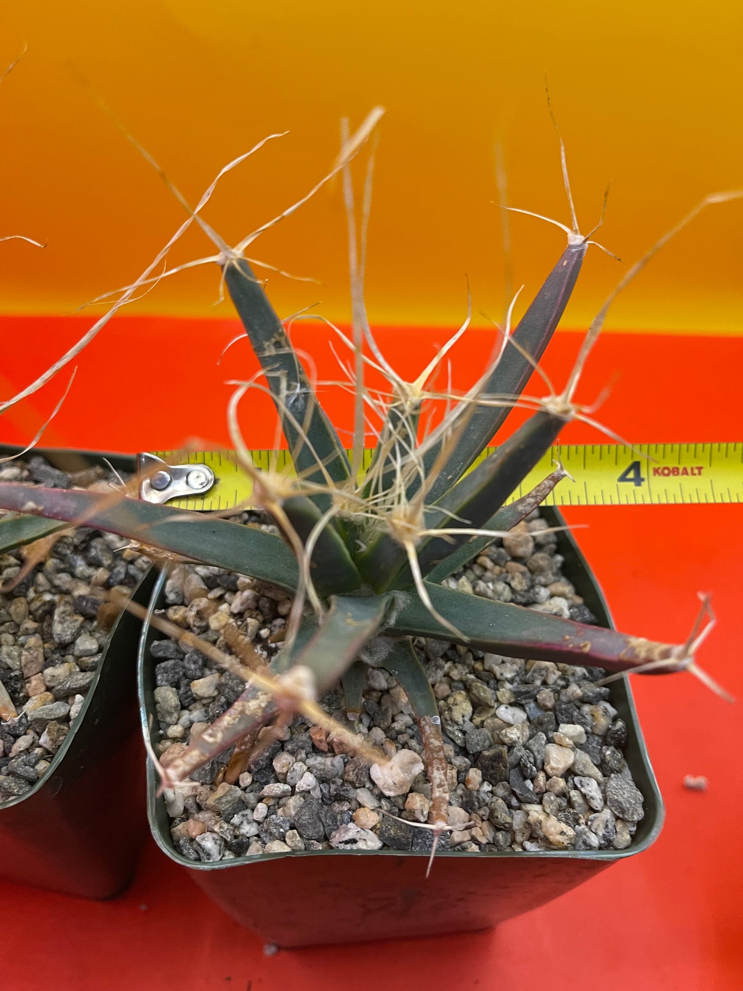 Leuchtenbergia principis true cactus !