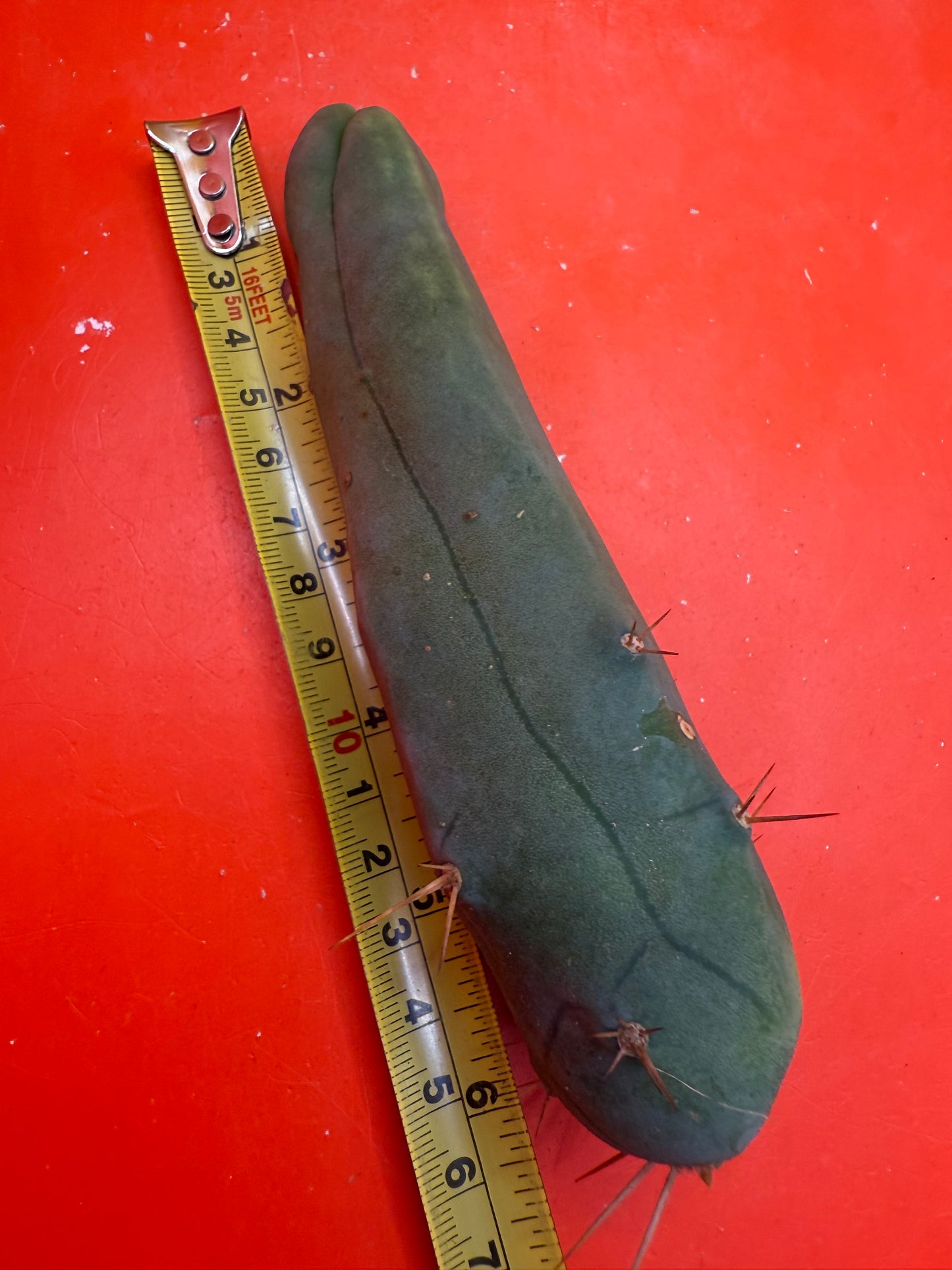 Long form with 10 healthy areole