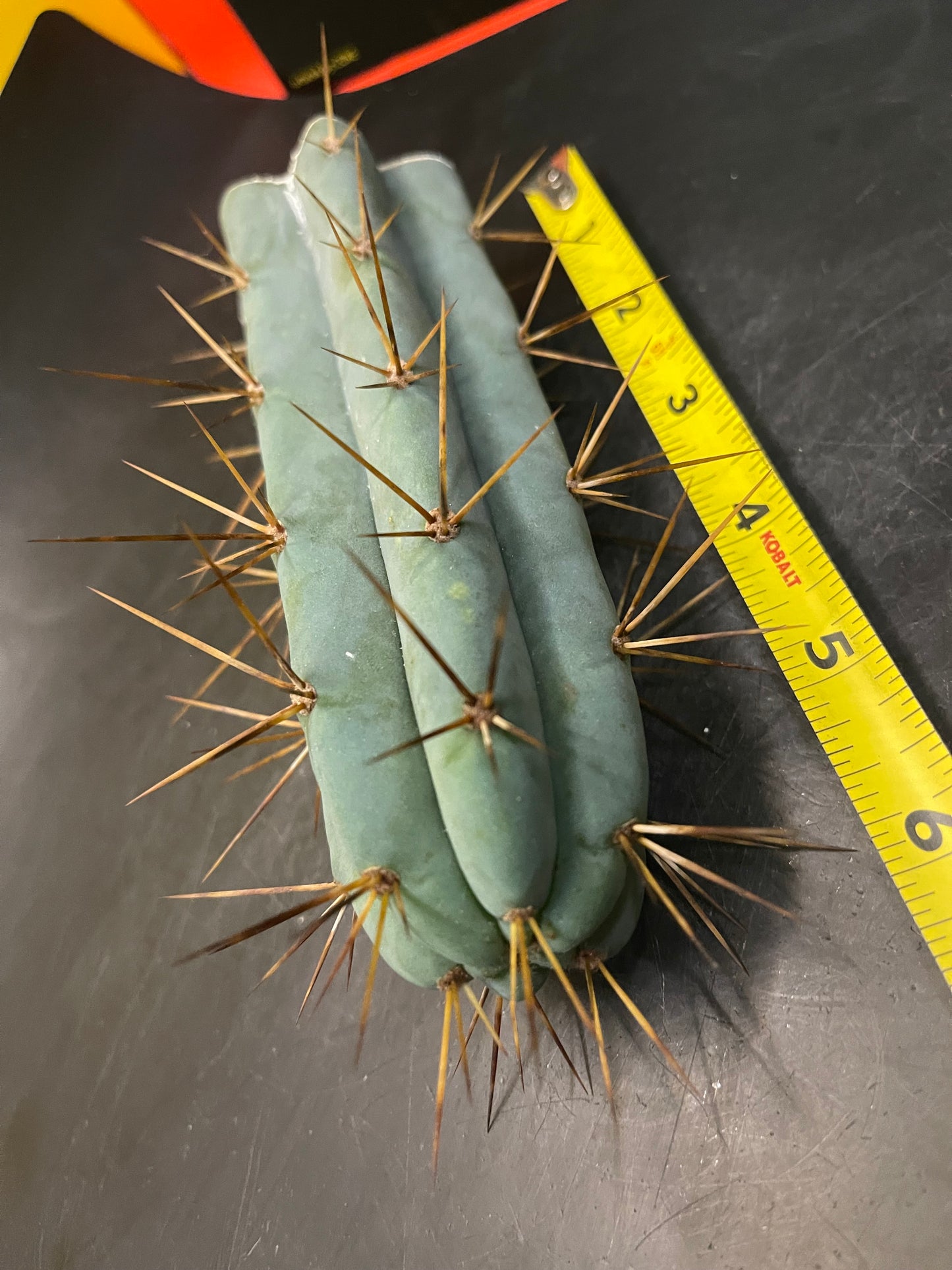 San Pedro cactus !🌵🌶️