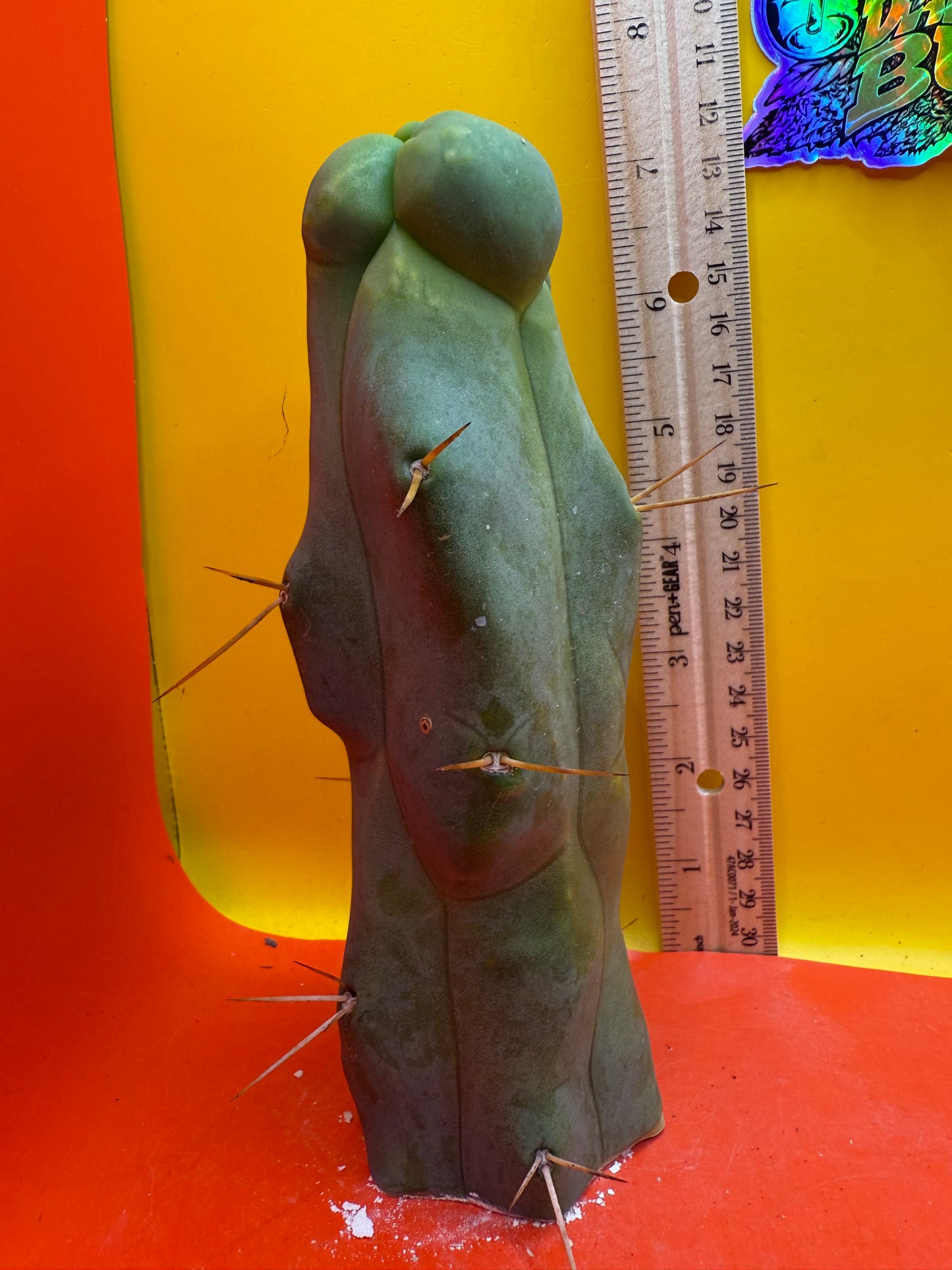 WALTS DRAGON ! ๐ cactus