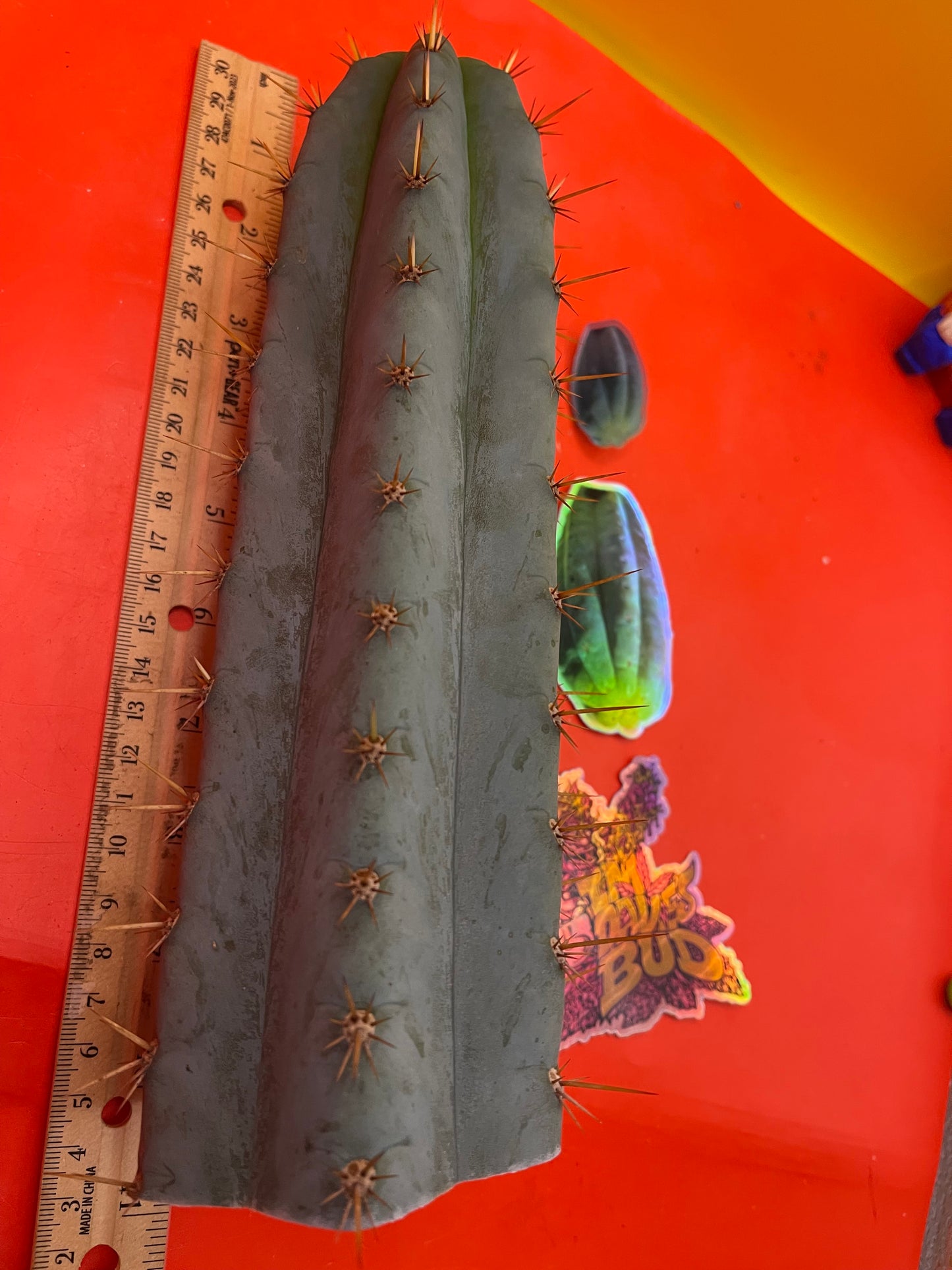 Trichocereus