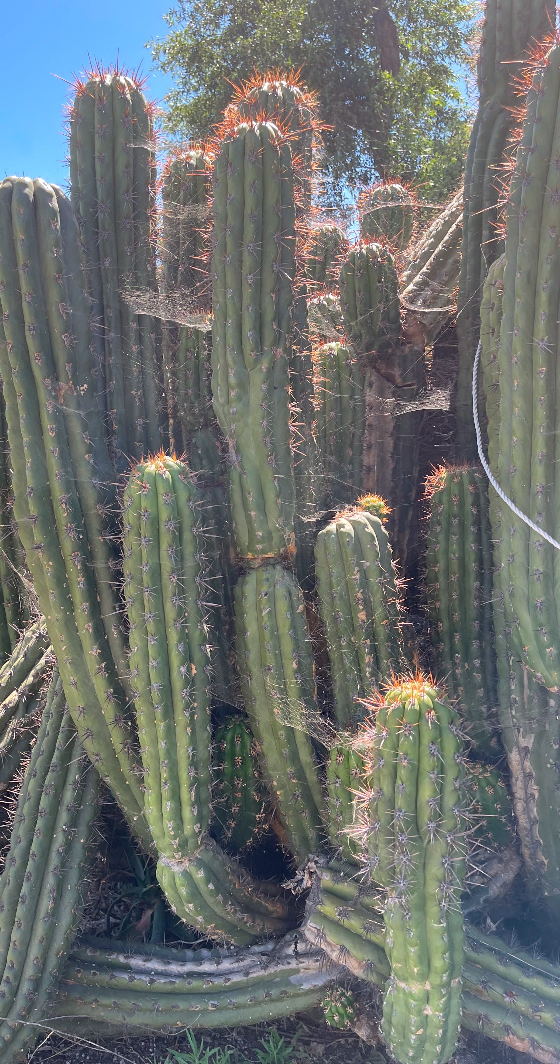 Trichocereus tacaquirensis seeds !
