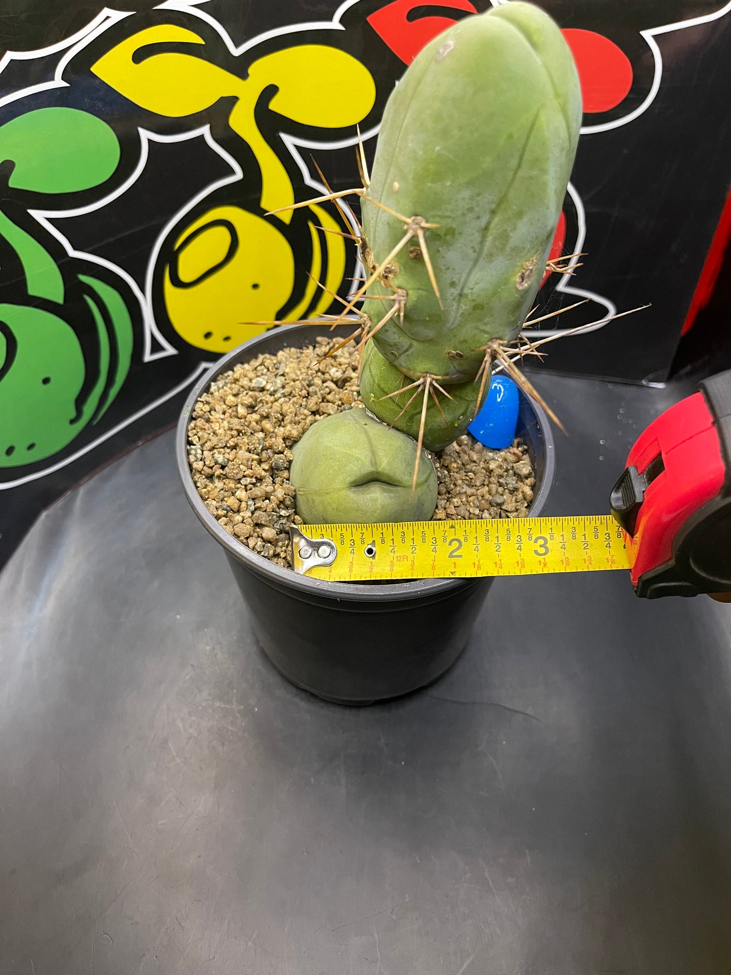 Tbm CACTUS