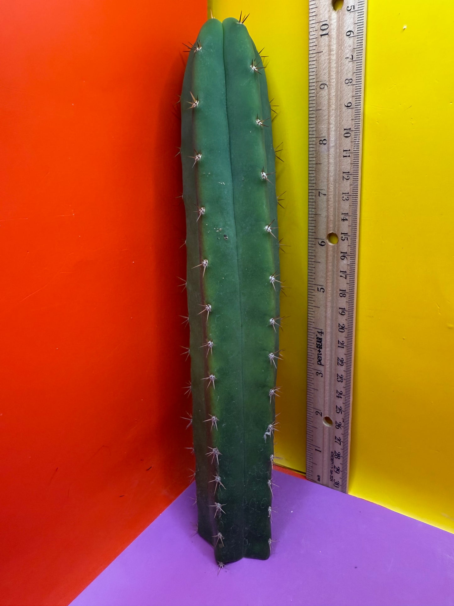 CAHUILLA OP this exact cactus  !