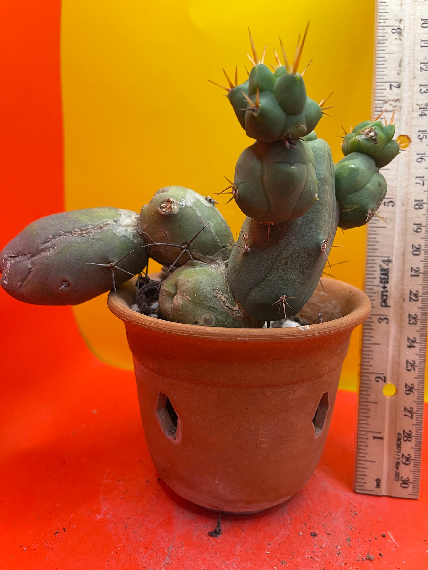 Monstrose cactus - - TBM shortform type b