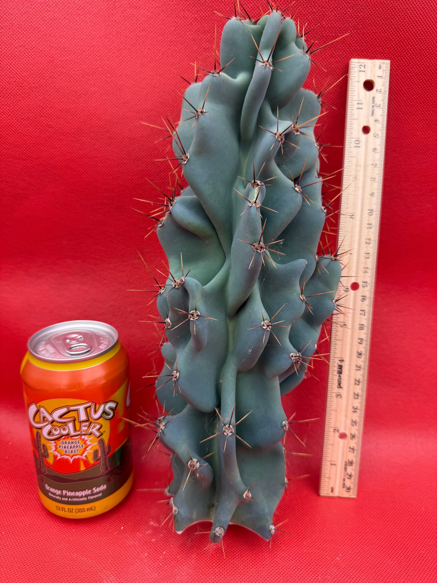 Cereus Monstrose - Gets cactus apples !