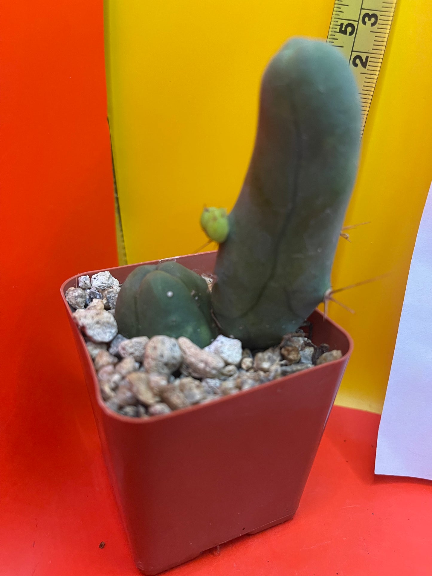 TBM CACTUS