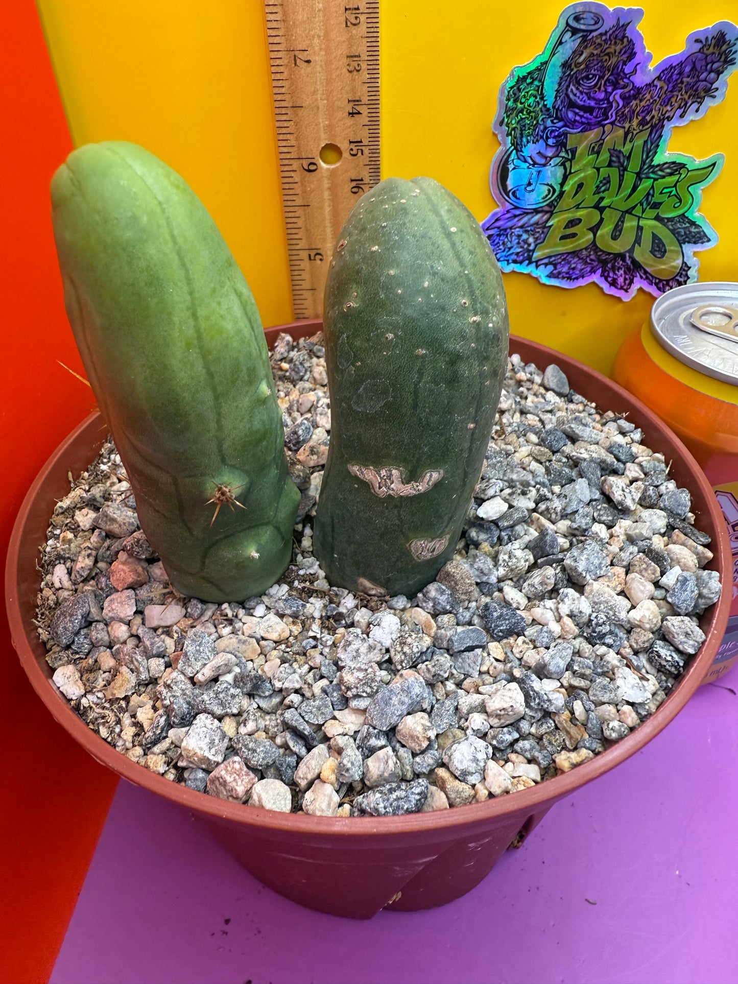 San Pedro Cactus TBM - comes in 6” wide pot !