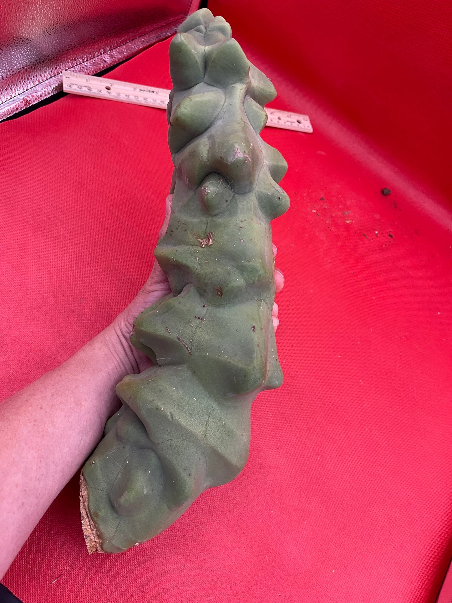 Obesa Totem !!!