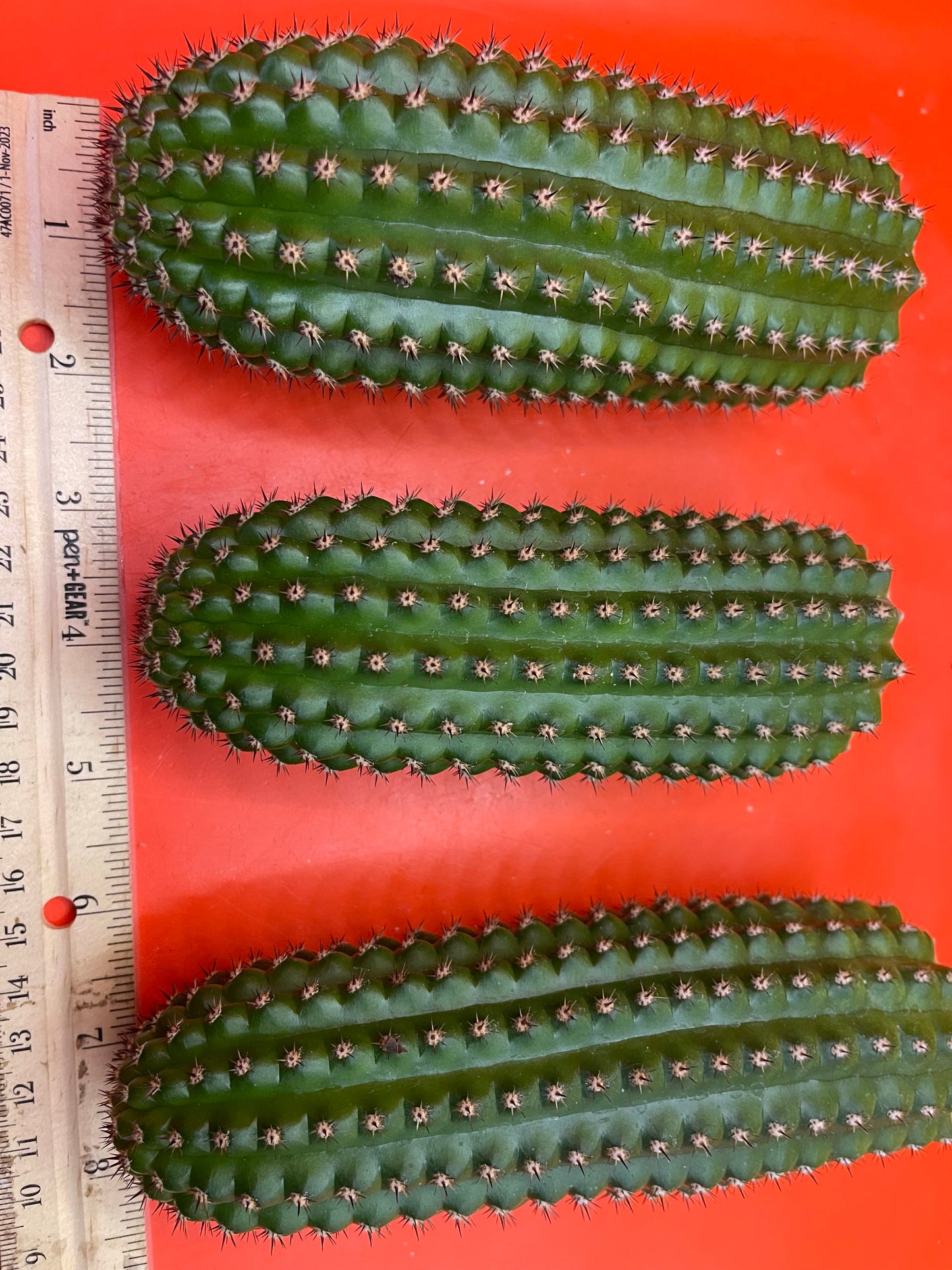 Trichocereus Brevispinulosus