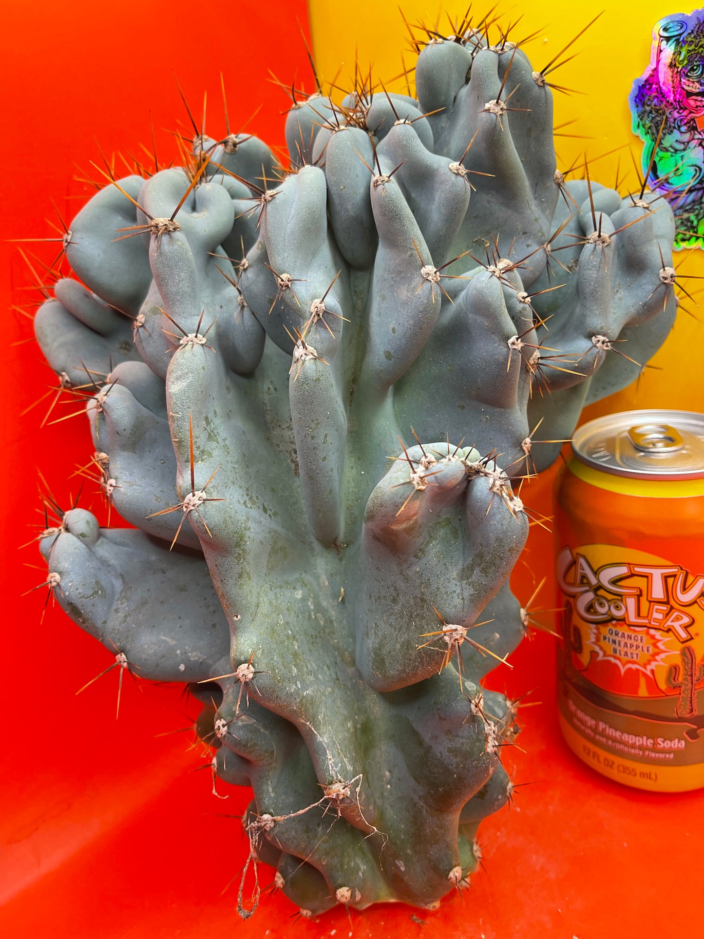 Cereus Monstrose