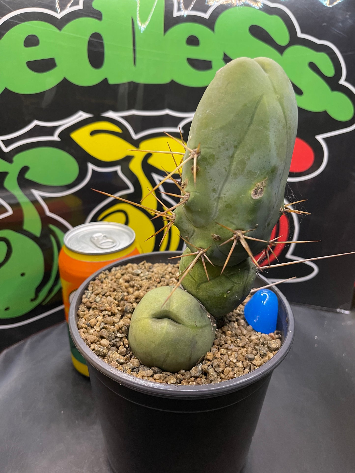 Tbm CACTUS