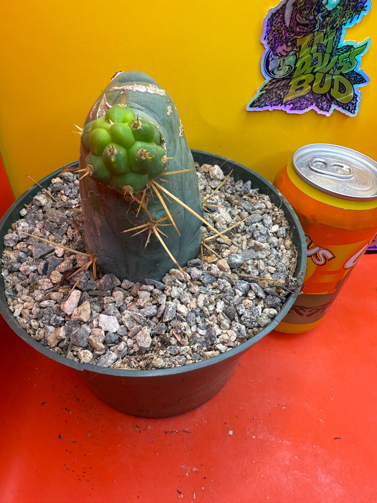 Big fat TBM in 6” wide pot