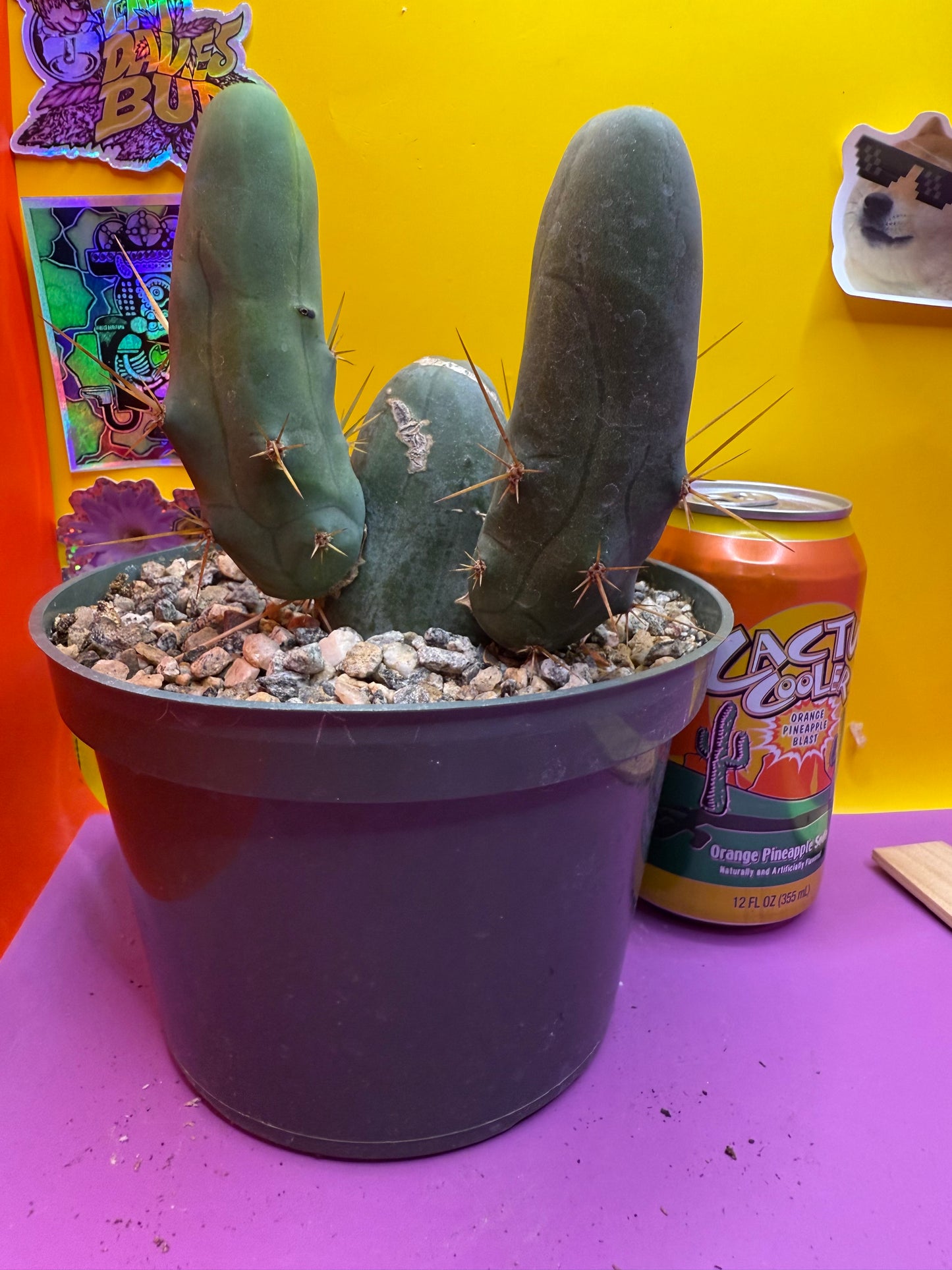 TBM potted cactus with 4 segments !!