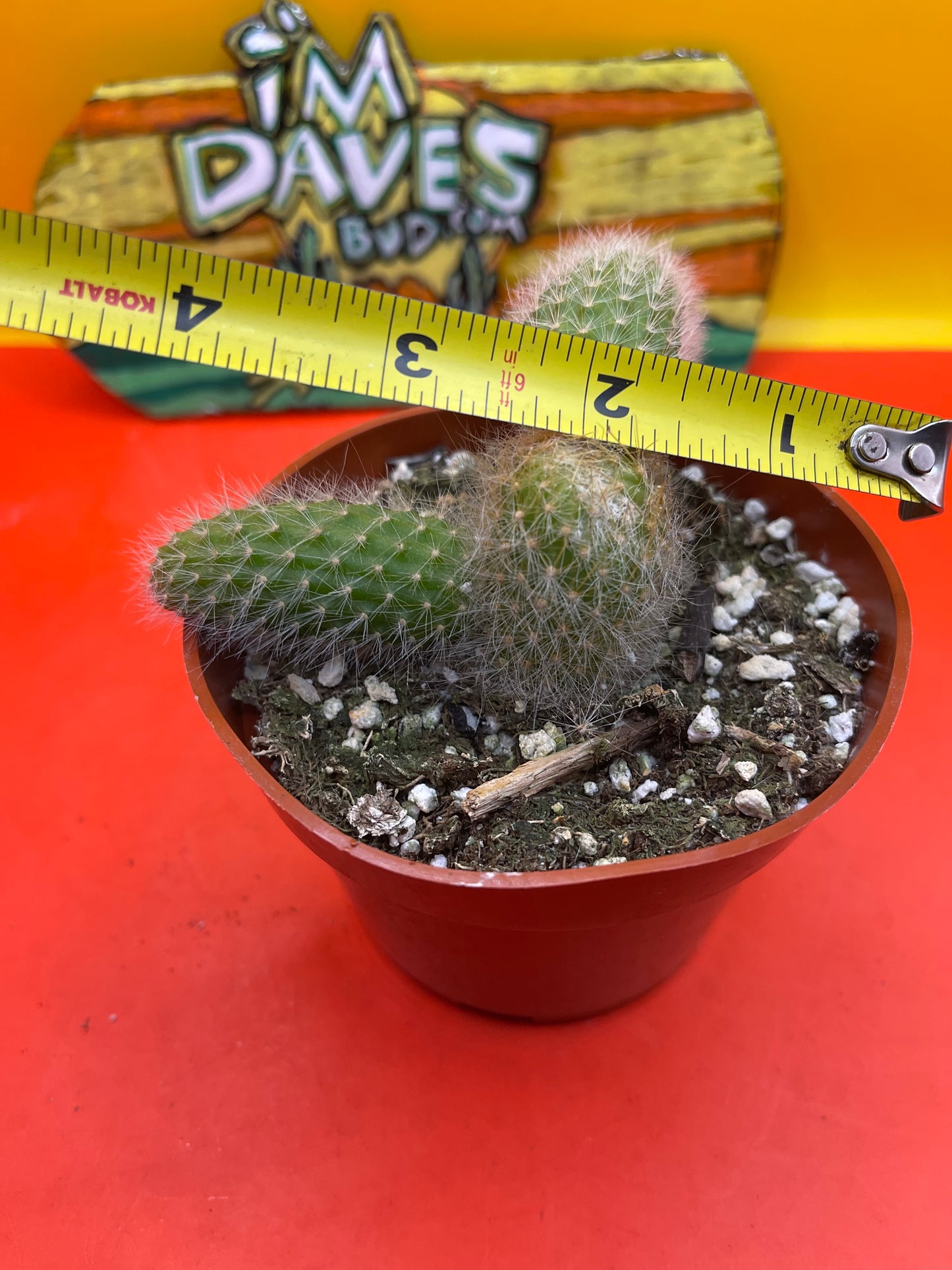 Monkey tail cactus