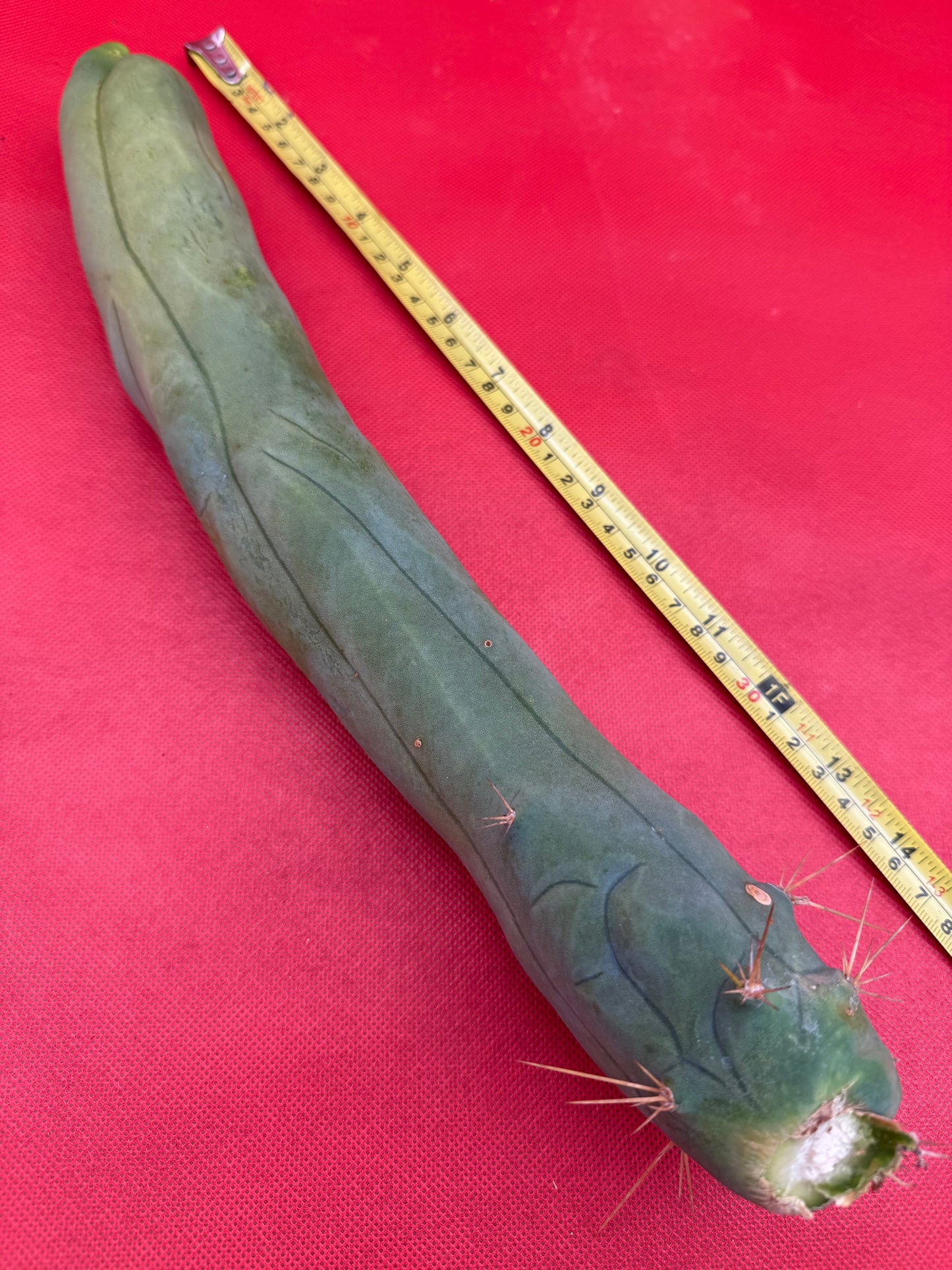 LONG FORM ! TBM-A cactus