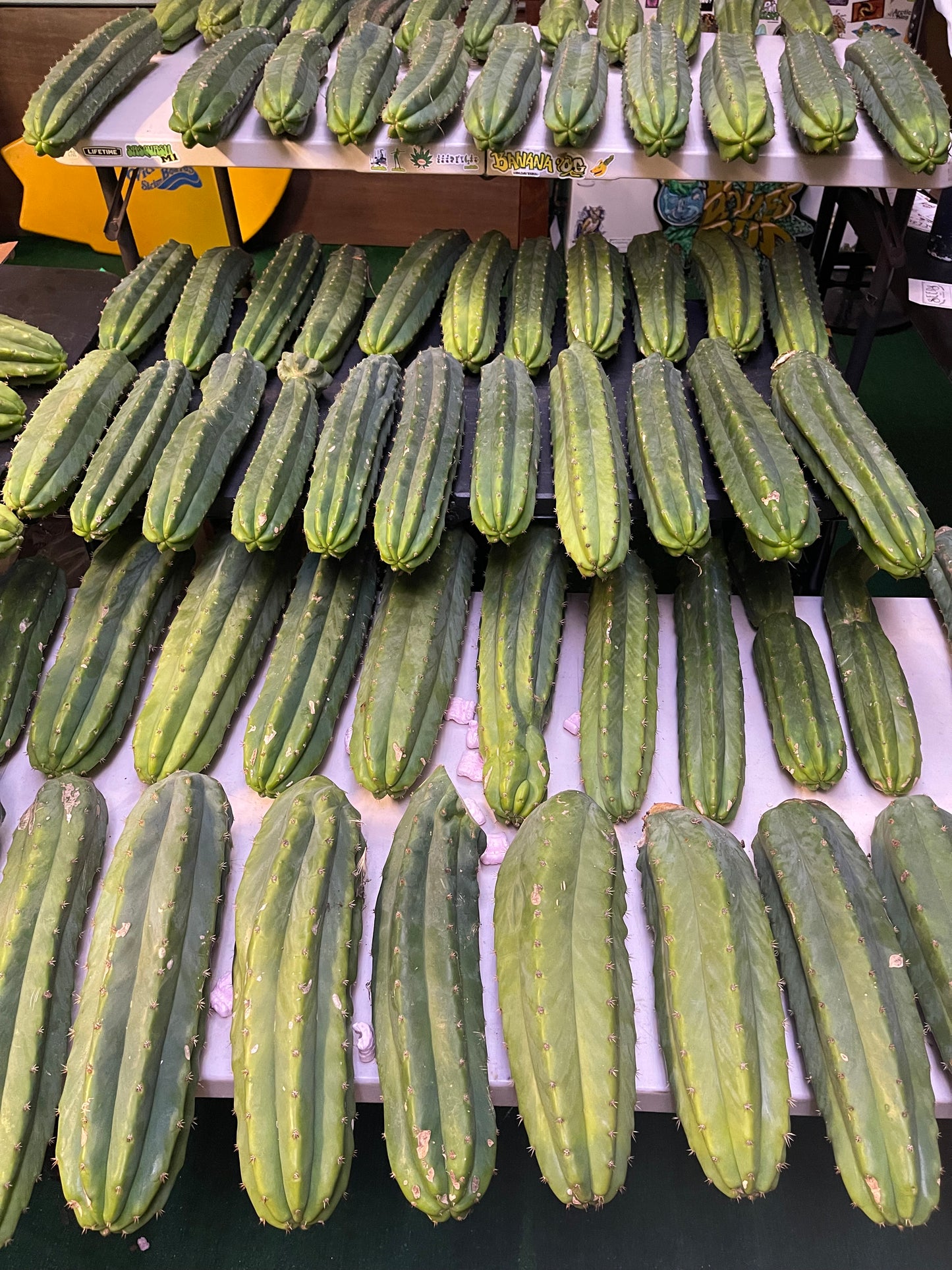 Sanpedro cacti 🌵!! Extra large