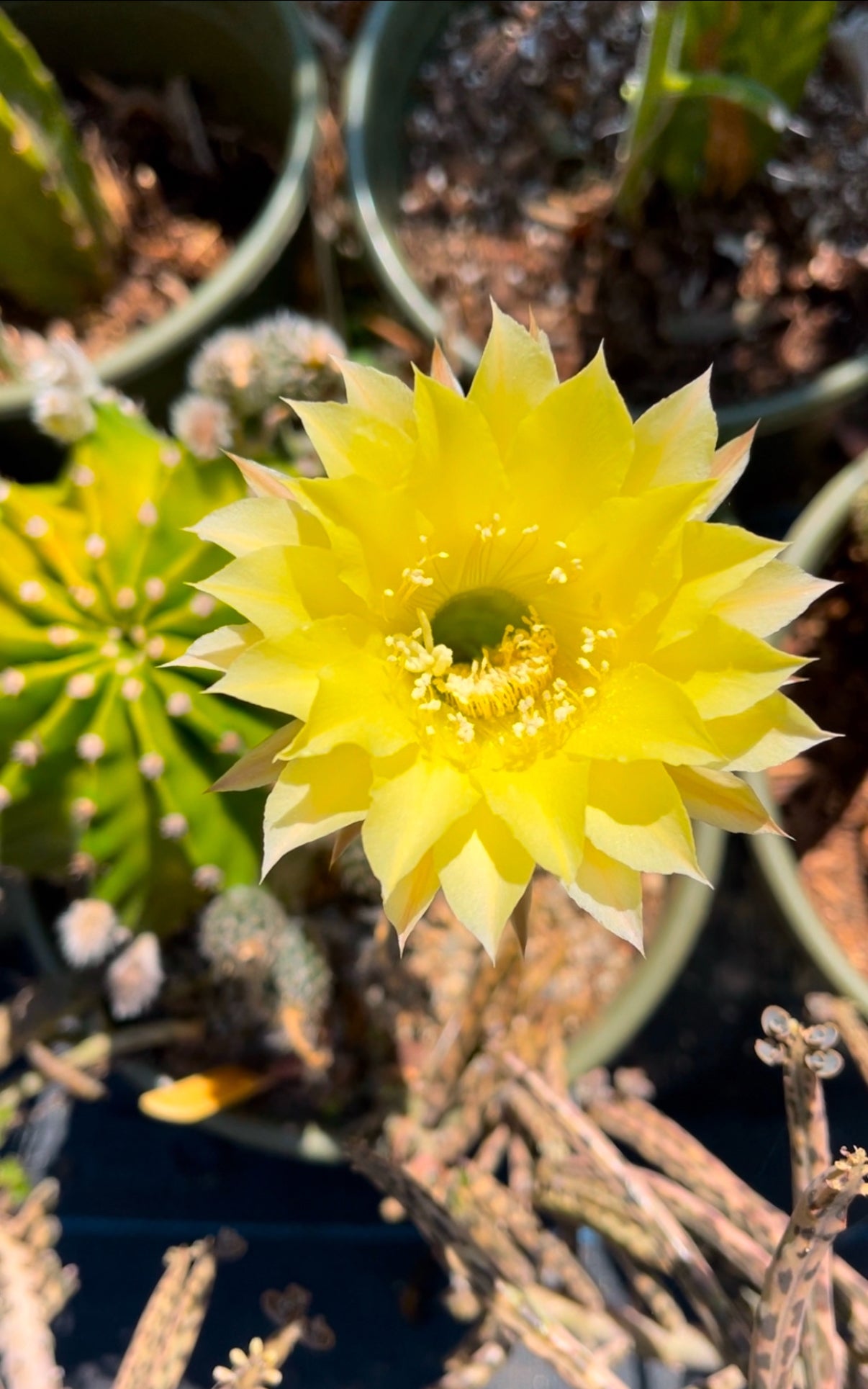 Yellow flowering echinopsis potted cactus !