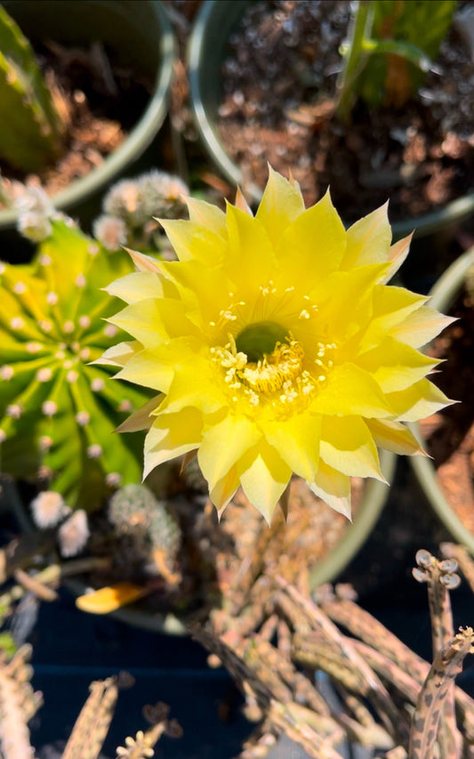 Yellow flowering echinopsis potted cactus !