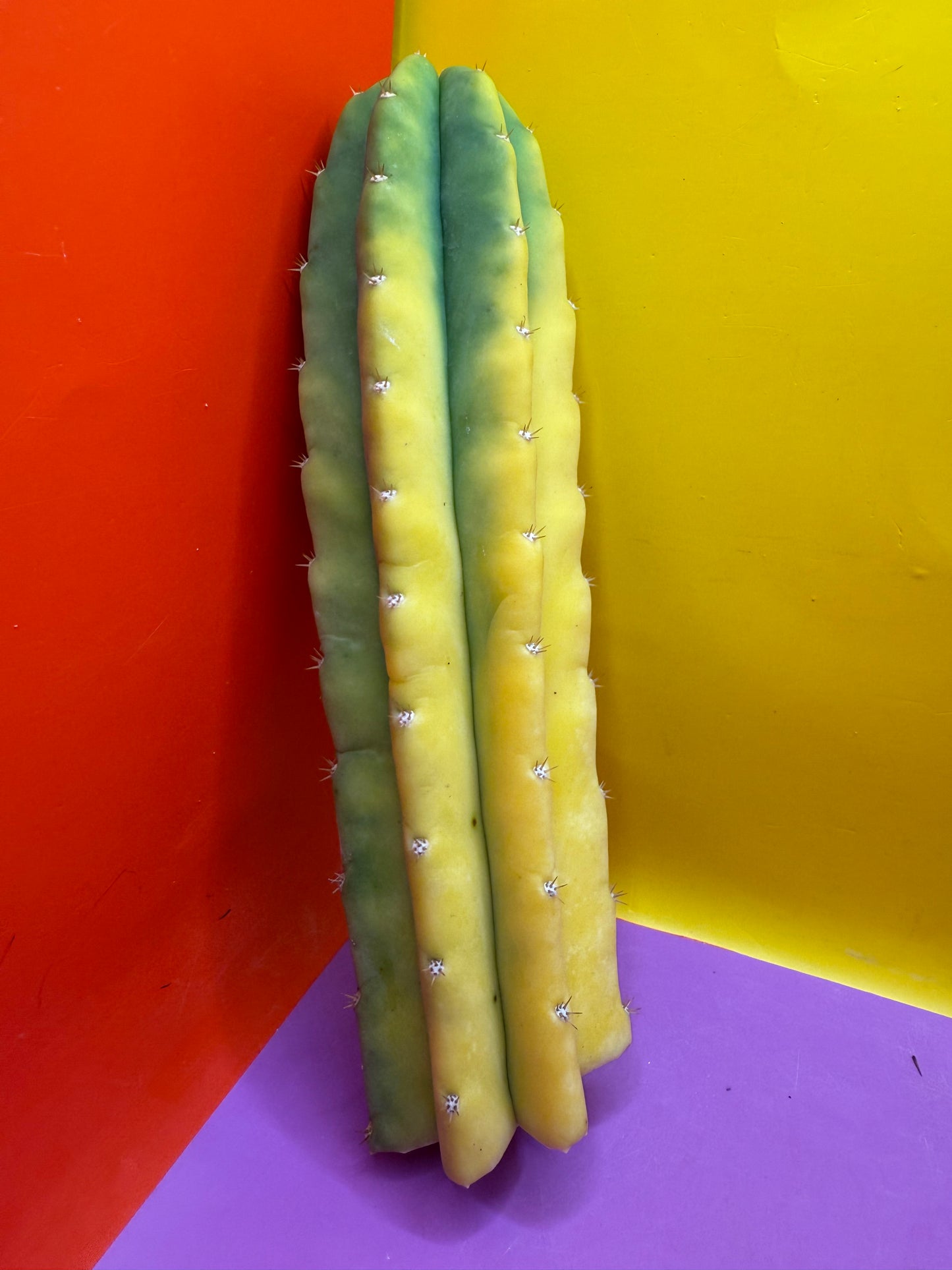 Banana San Pedro Cactus !