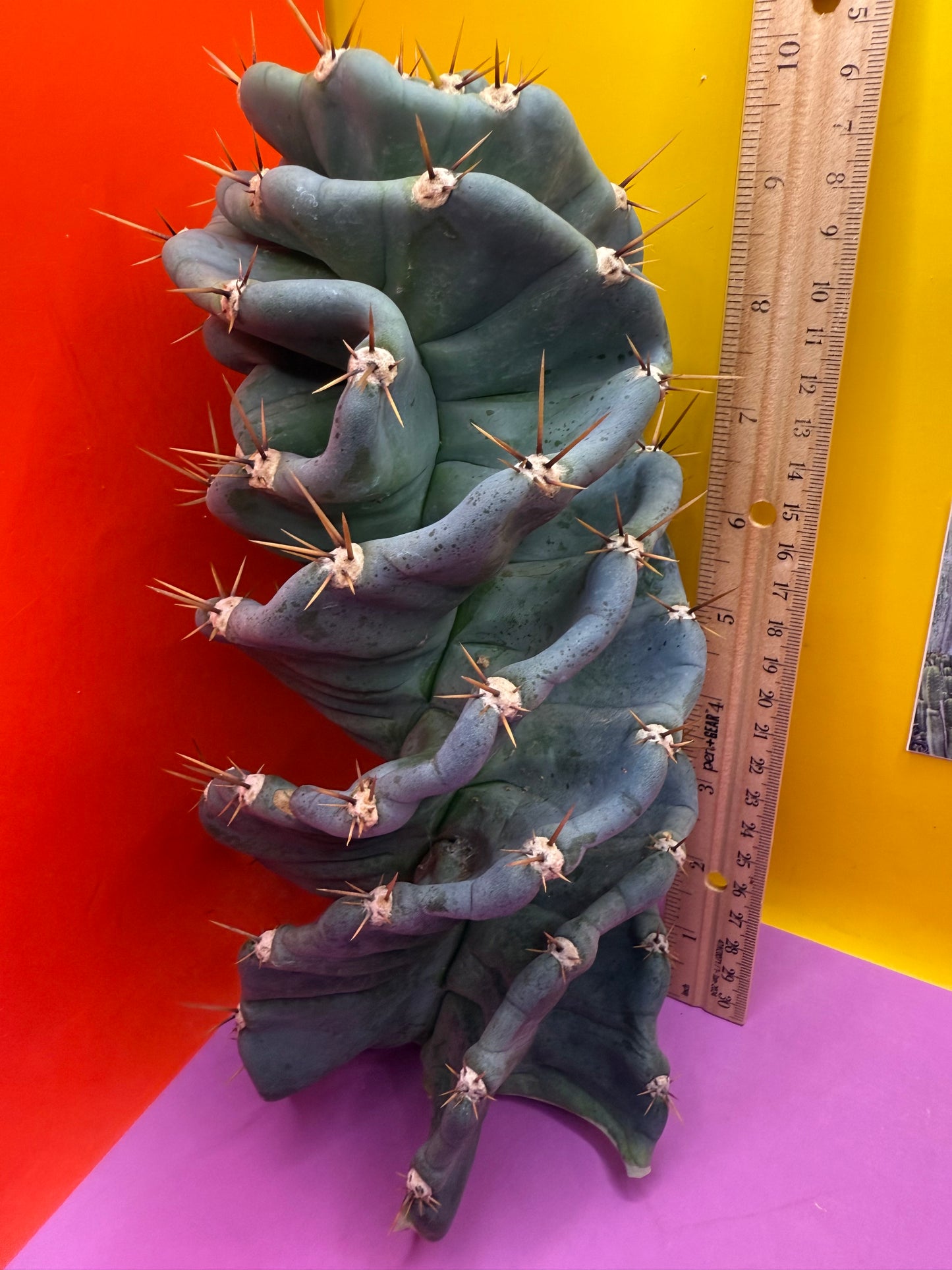 FAT 🌀🌵Spiral Cactus !Over 4” thick - Foot long