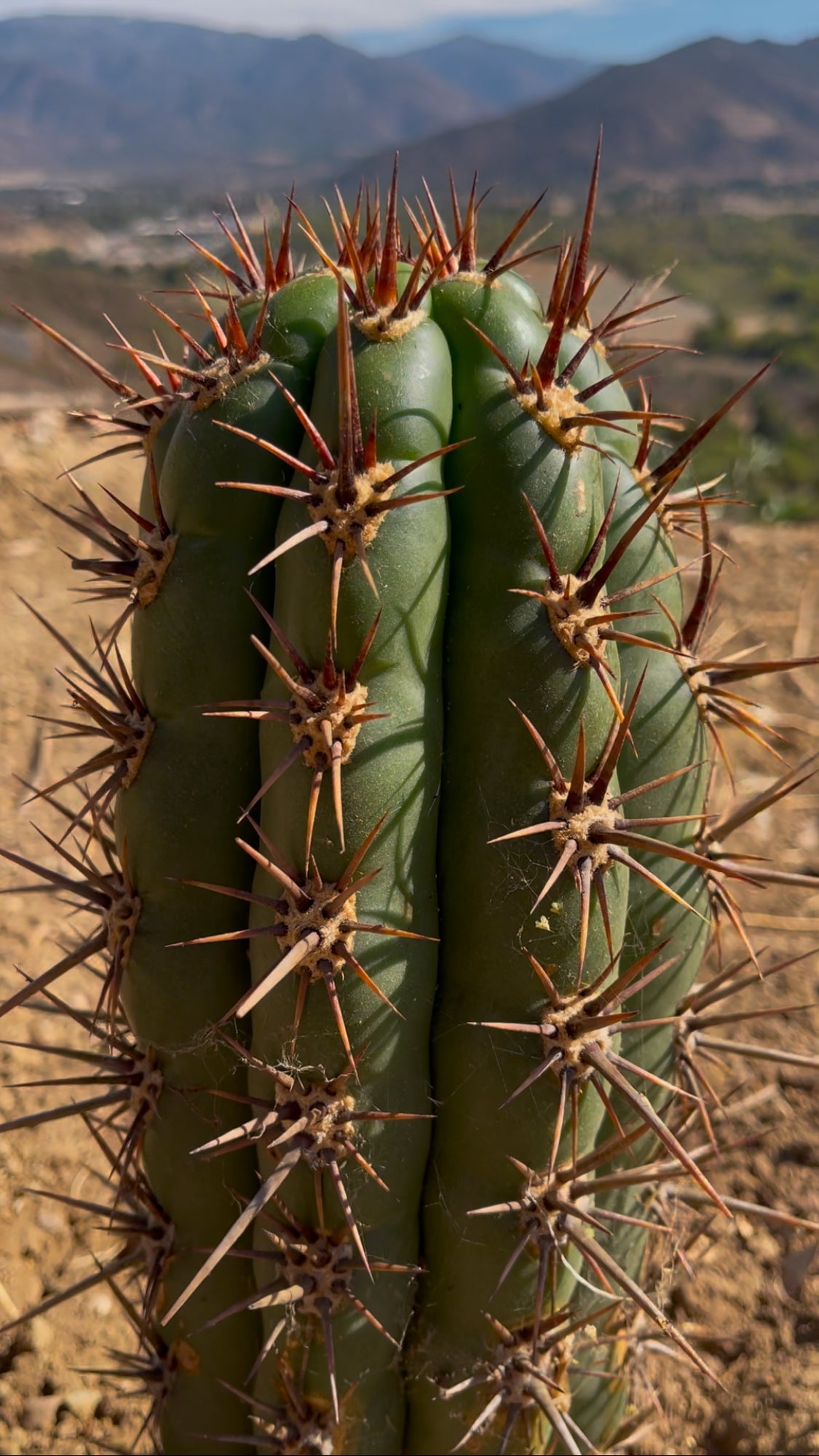Trichocereus tacaquirensis seeds !