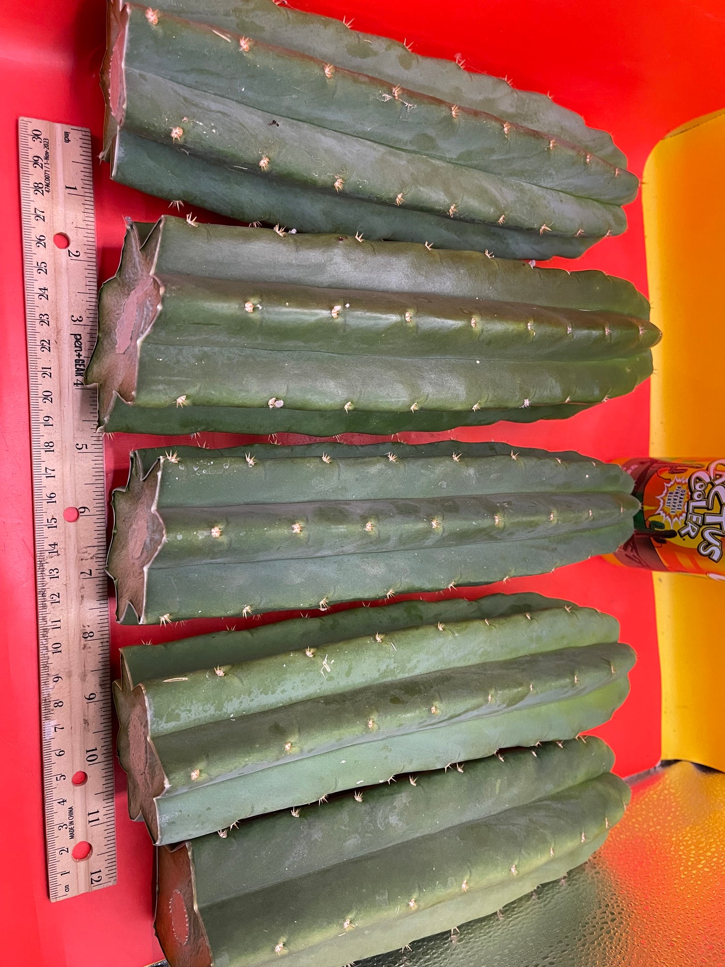 Fresh cut San Pedro Cactus !