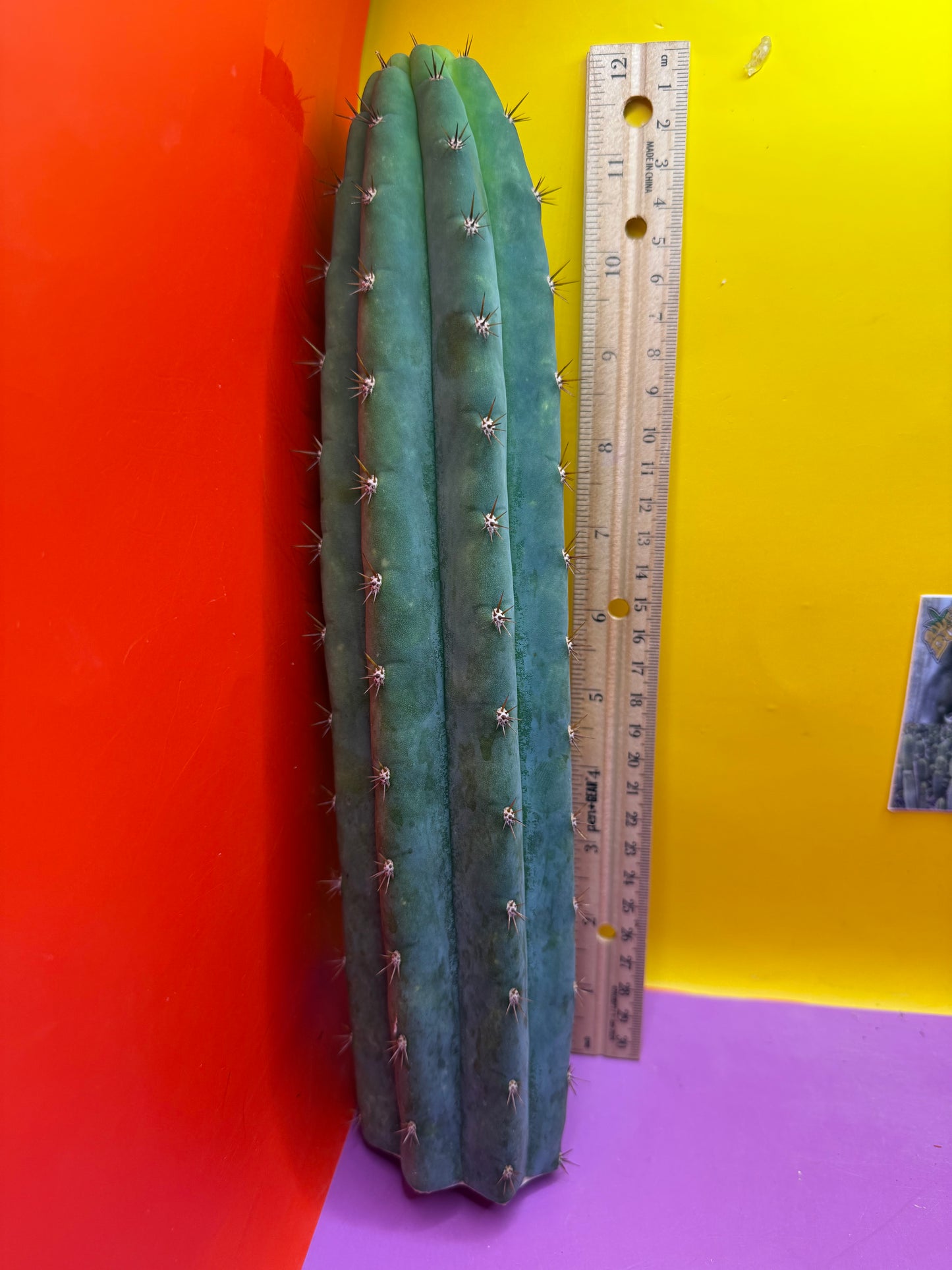 ⭐️SUNDAY SALE ! ⭐️Trichocereus peruvianus !