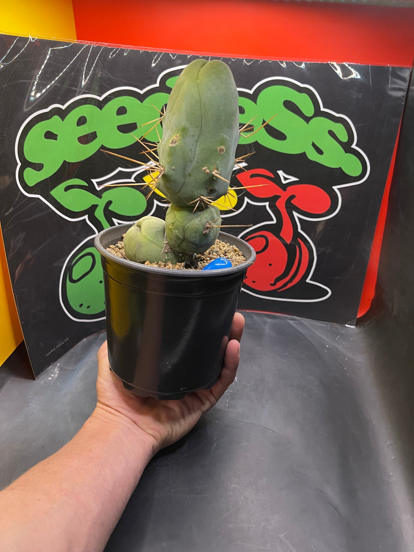 Tbm CACTUS