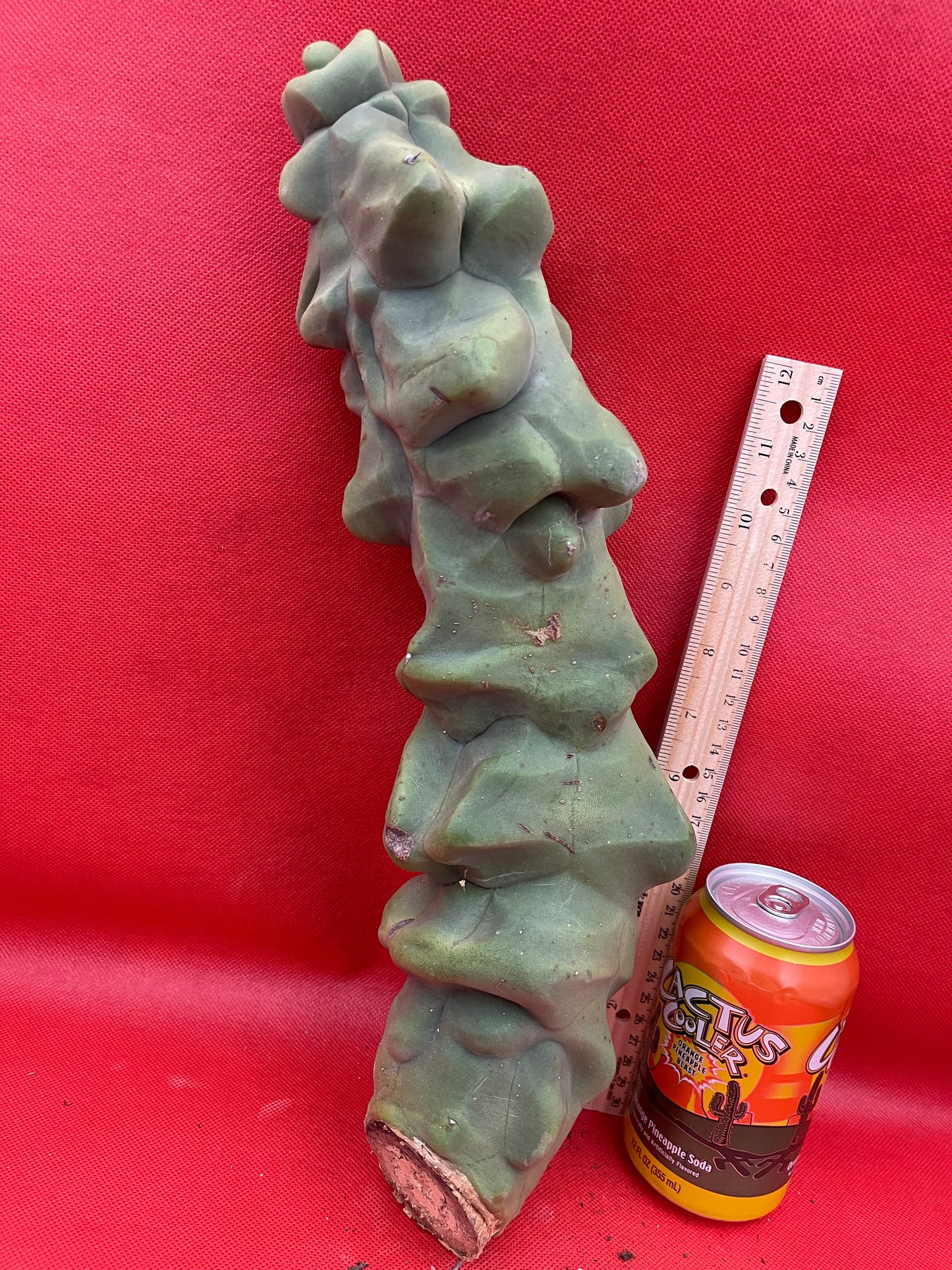 Obesa Totem !!!