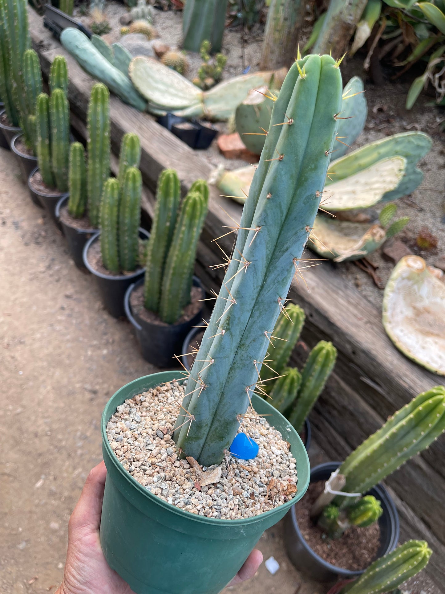 Trichocereus Bridgesii fully rooted